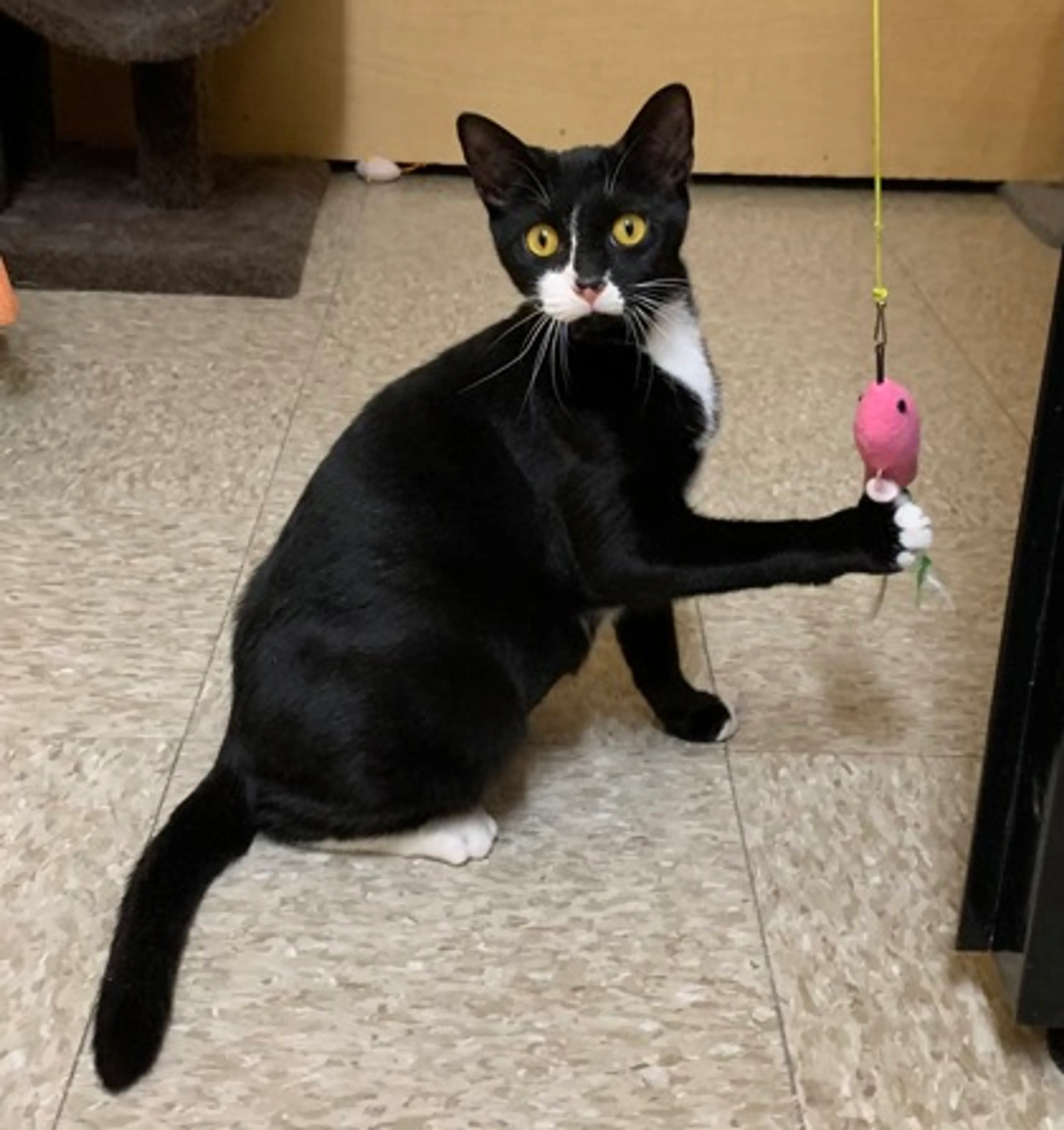 Found pet-0