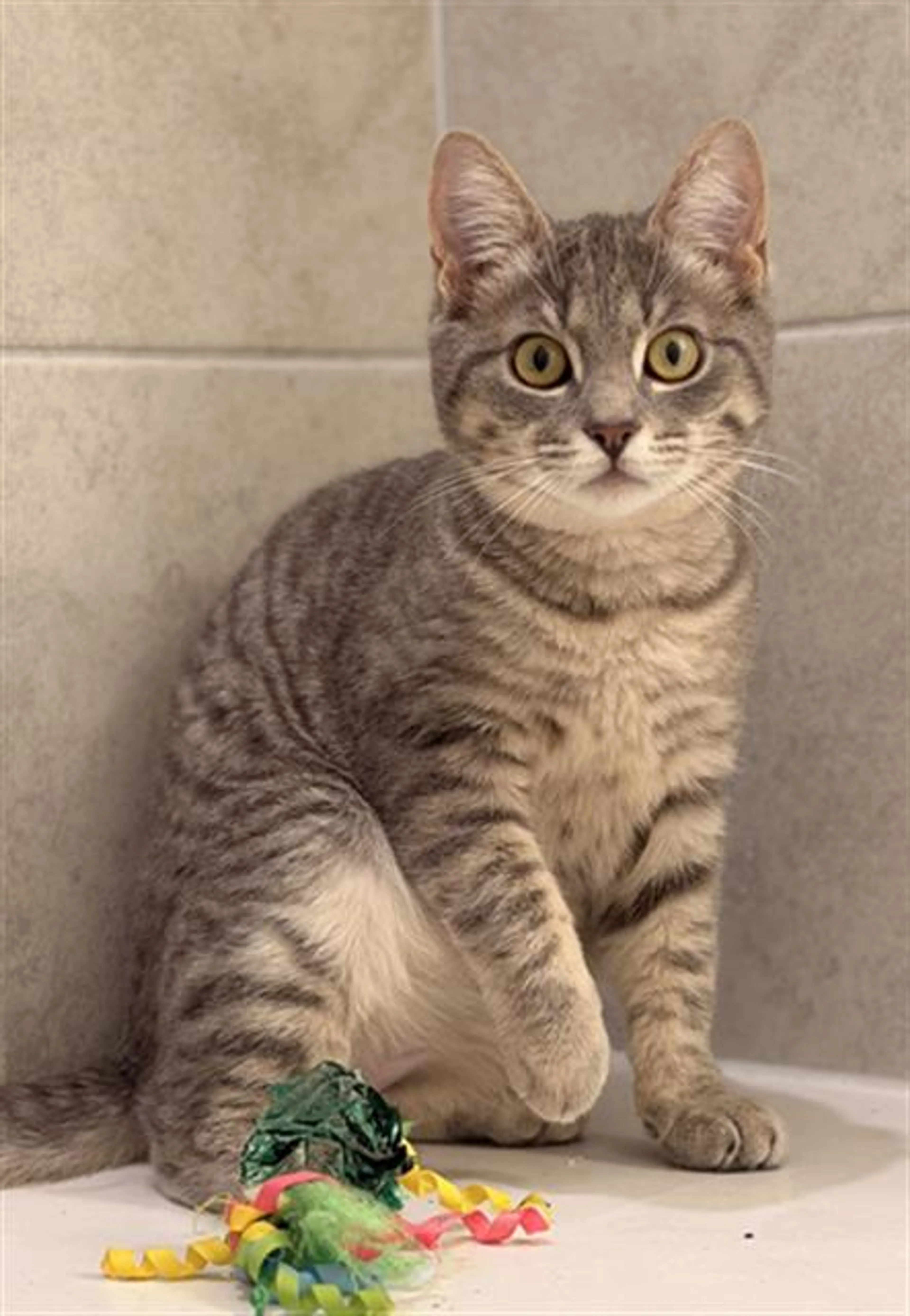 Found pet