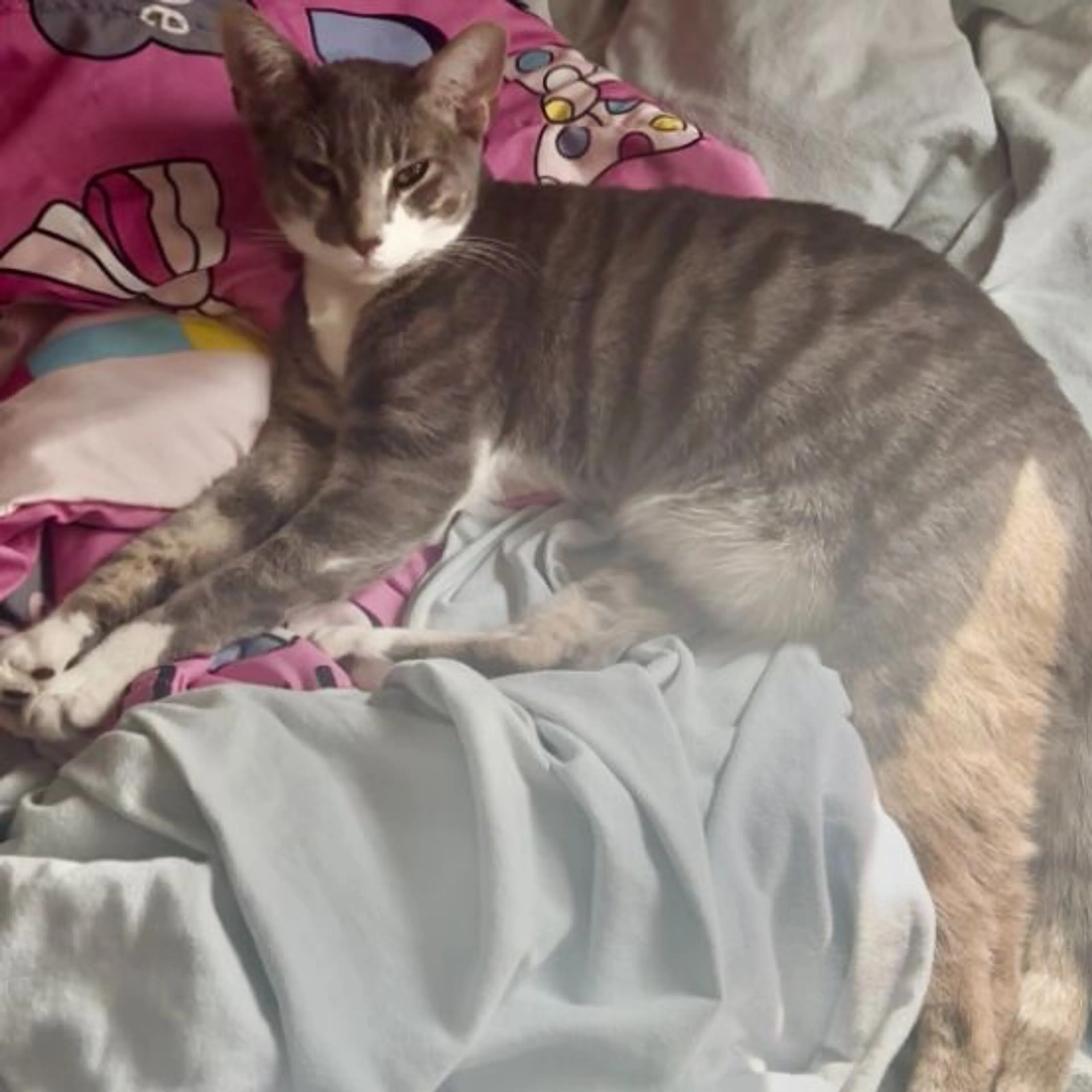 Lost pet