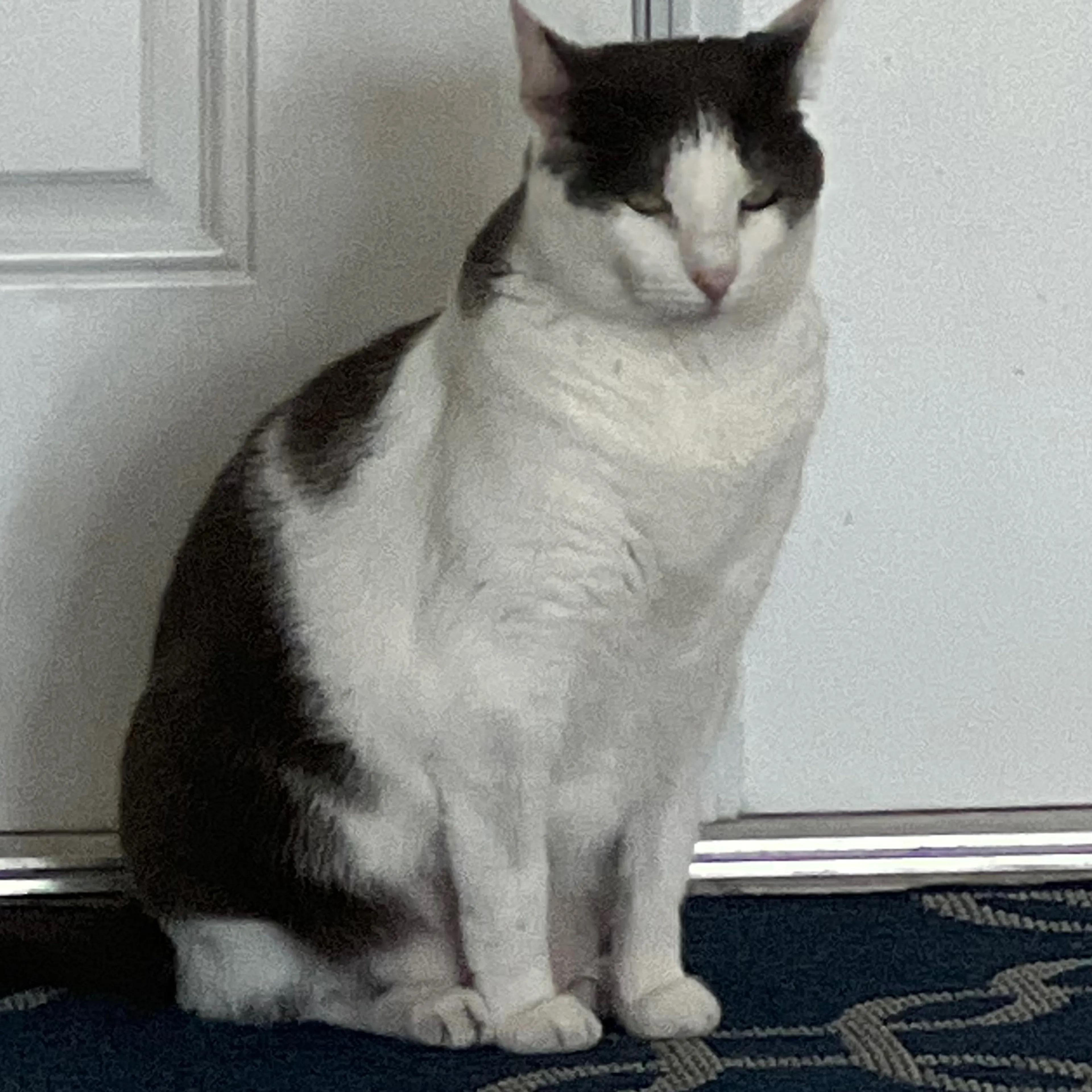 Lost pet-3