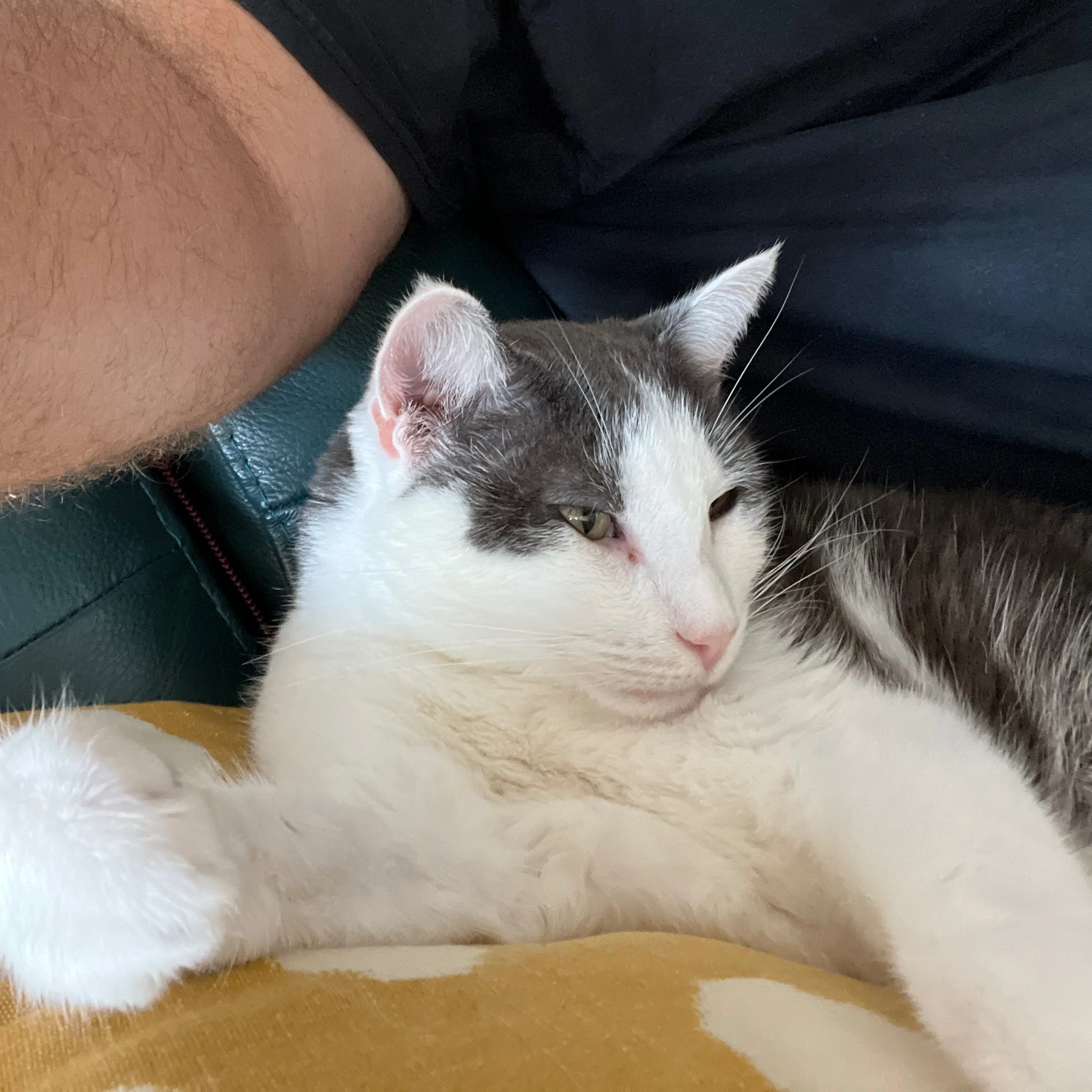 Lost pet-2
