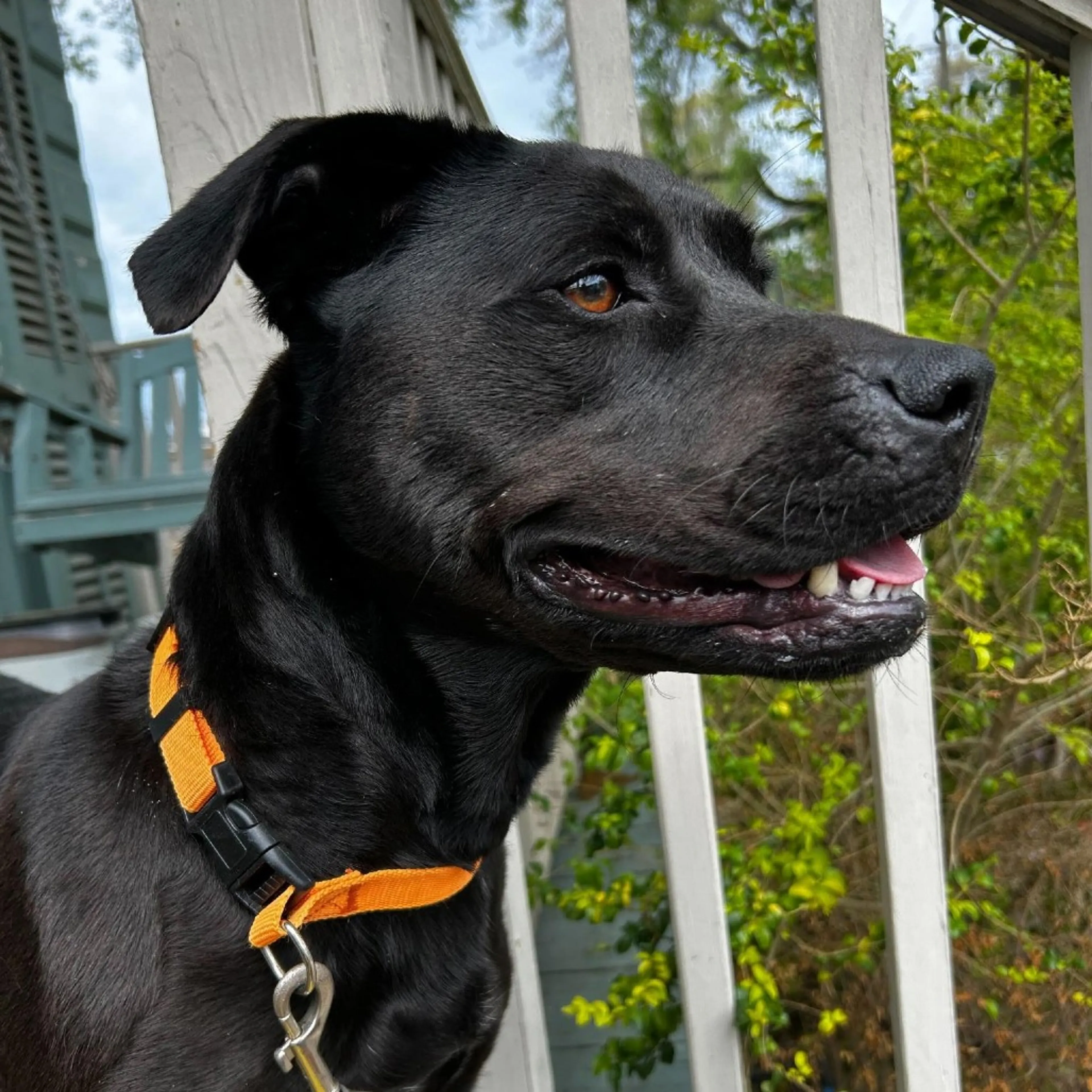 Found pet-4