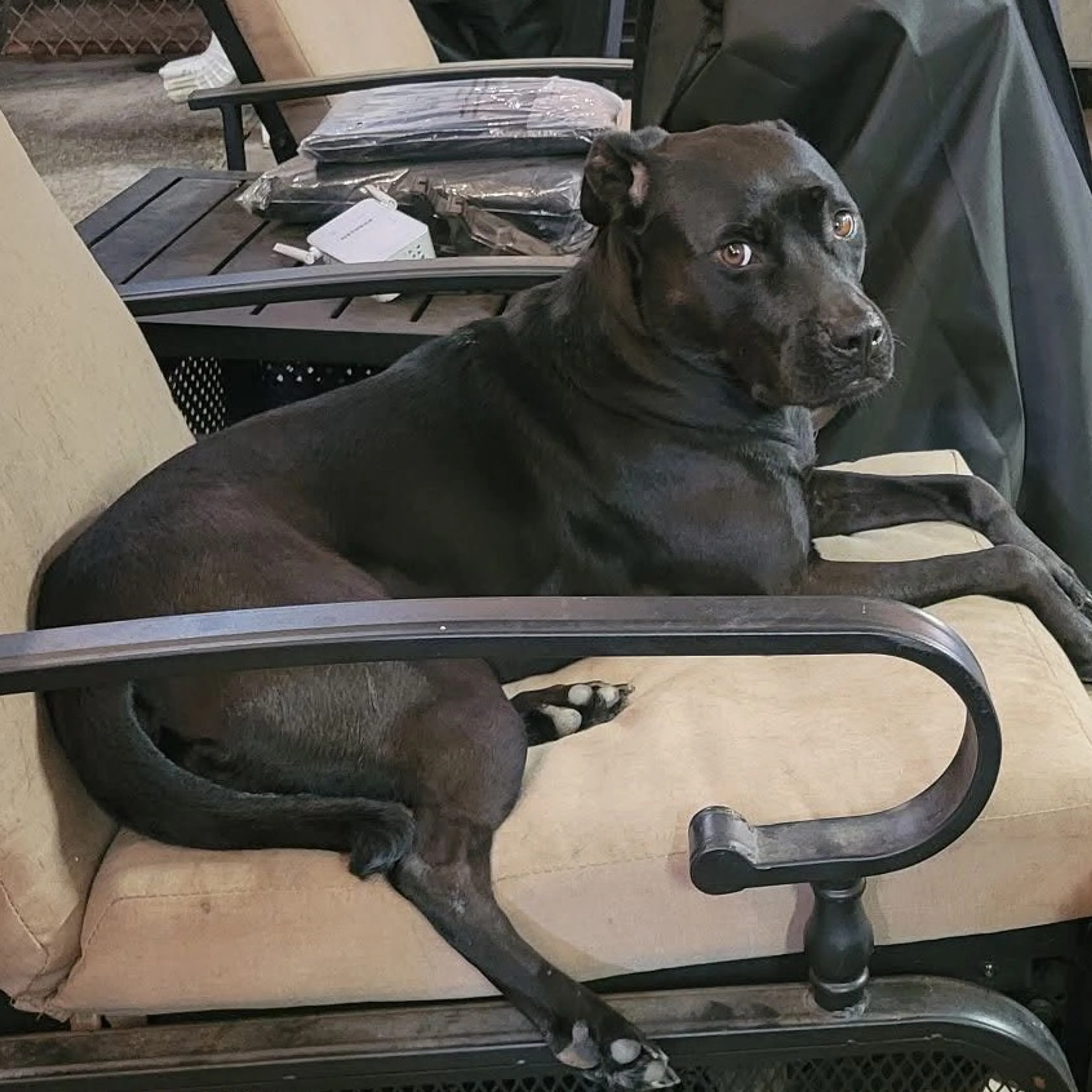 Found pet-7