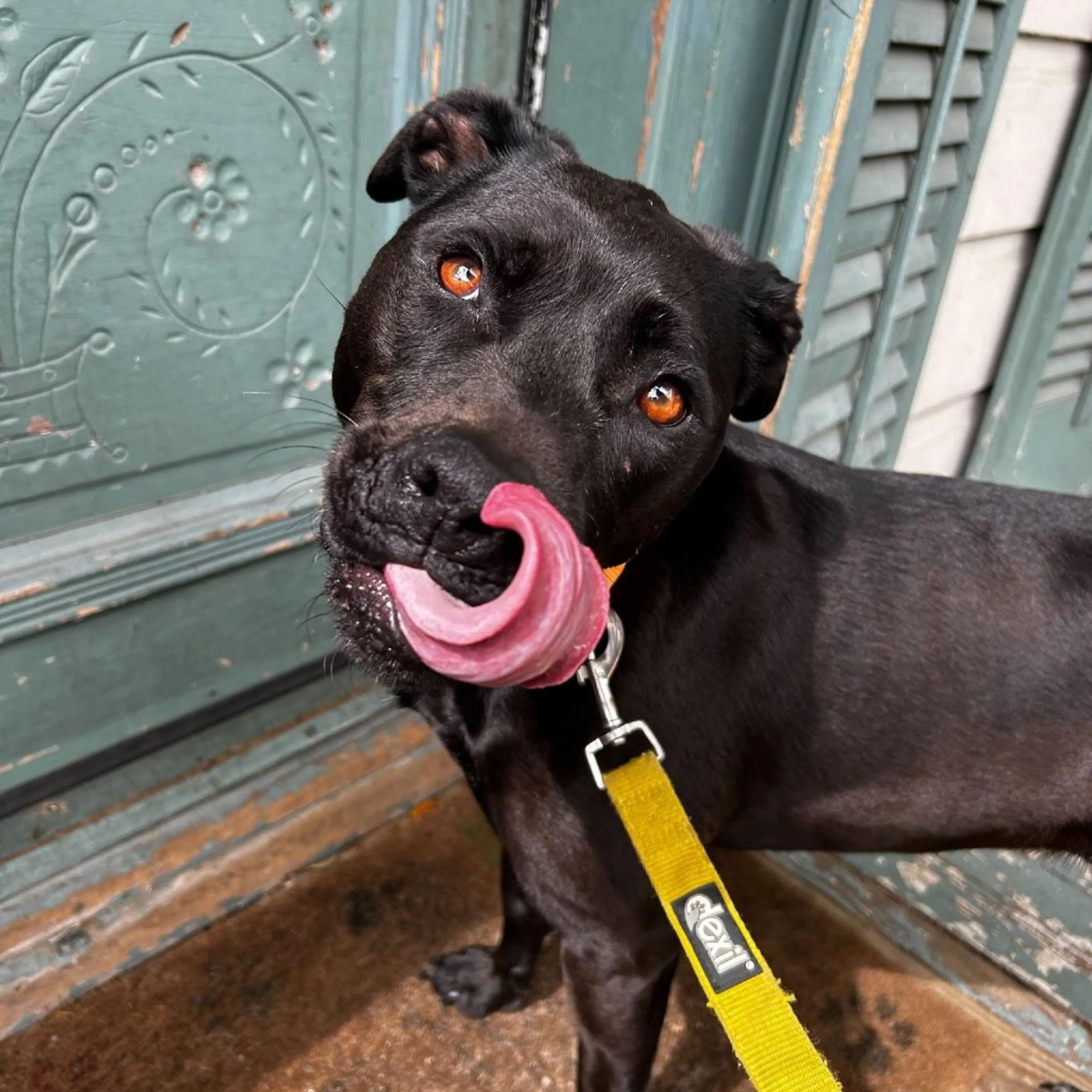 Found pet-2