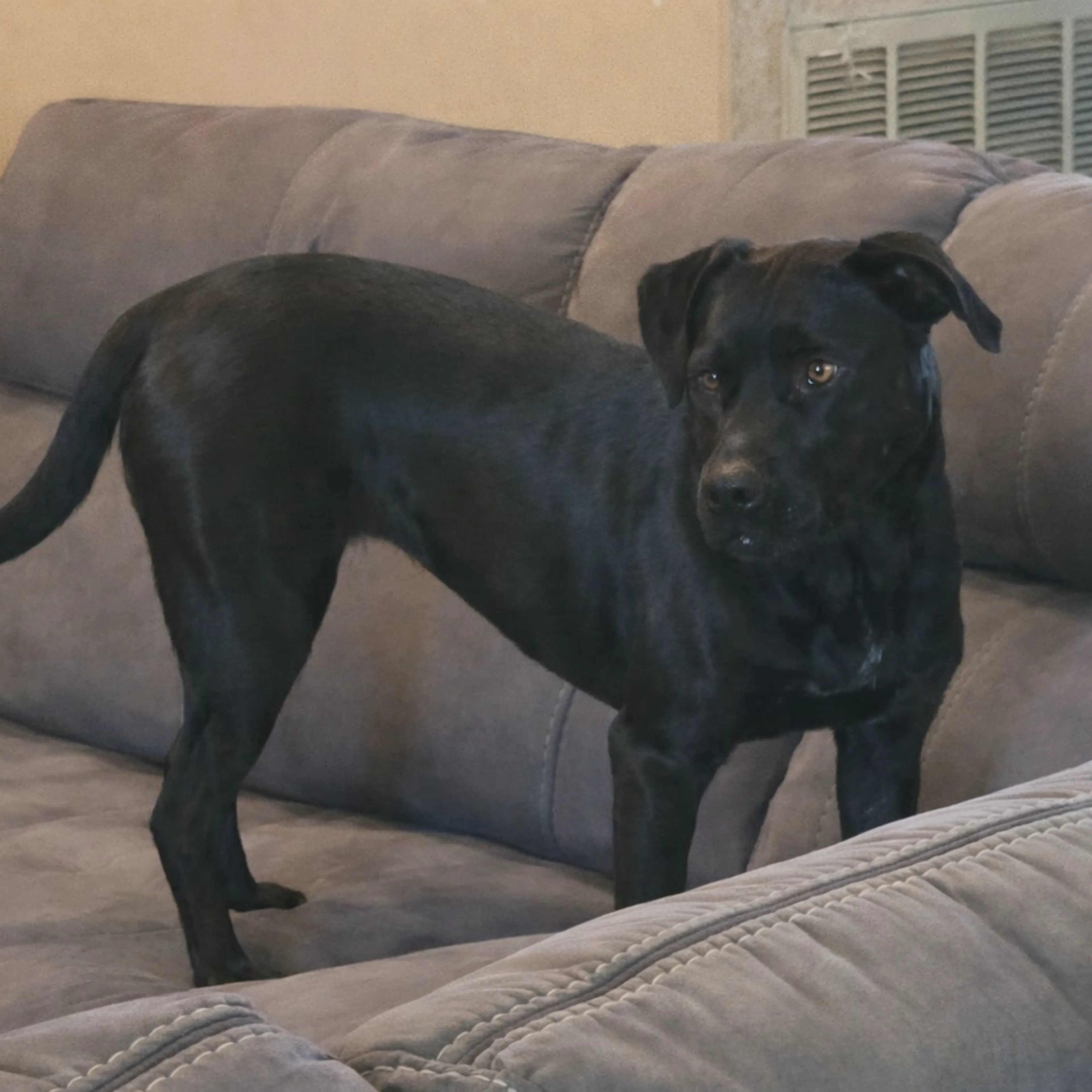 Found pet-12