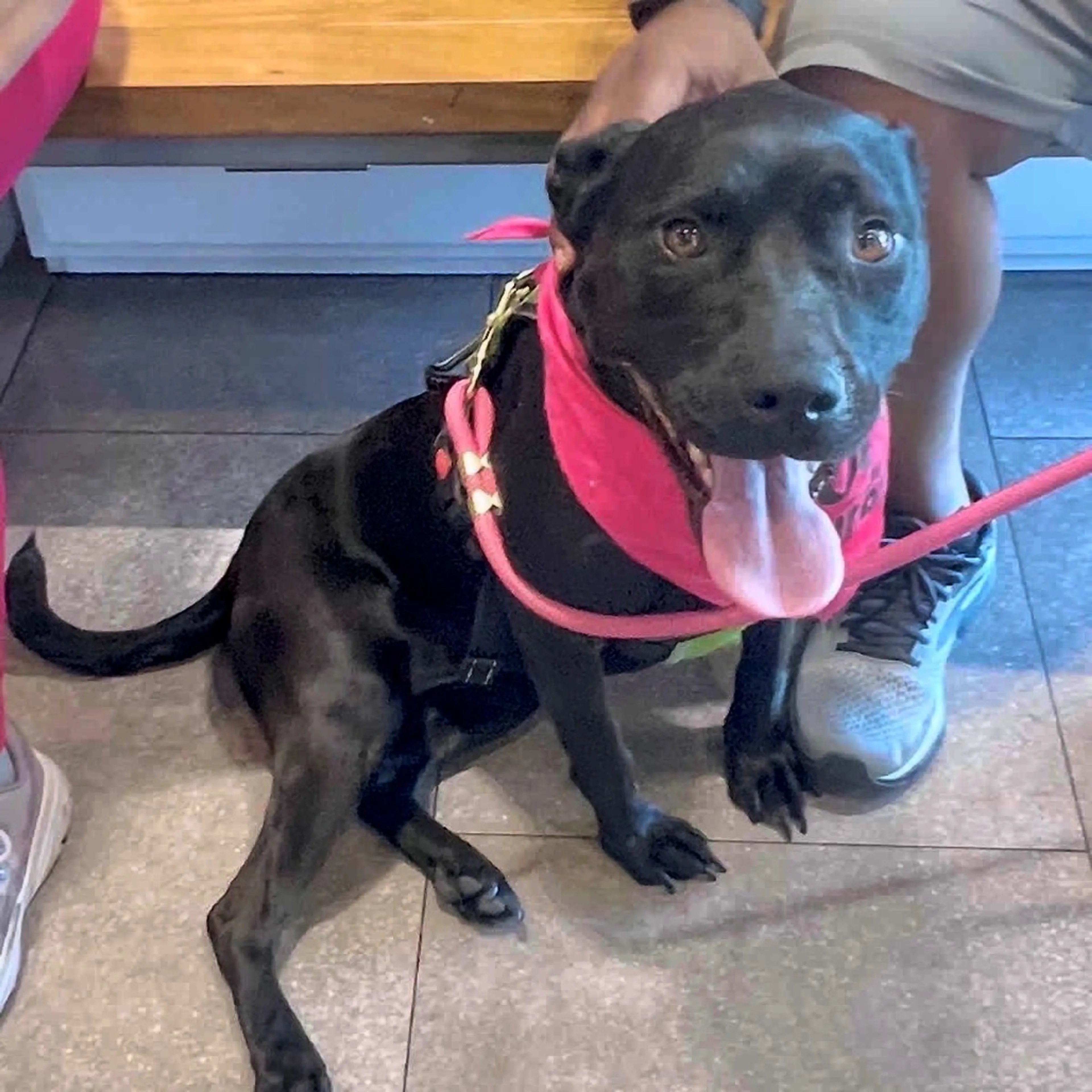 Found pet-9
