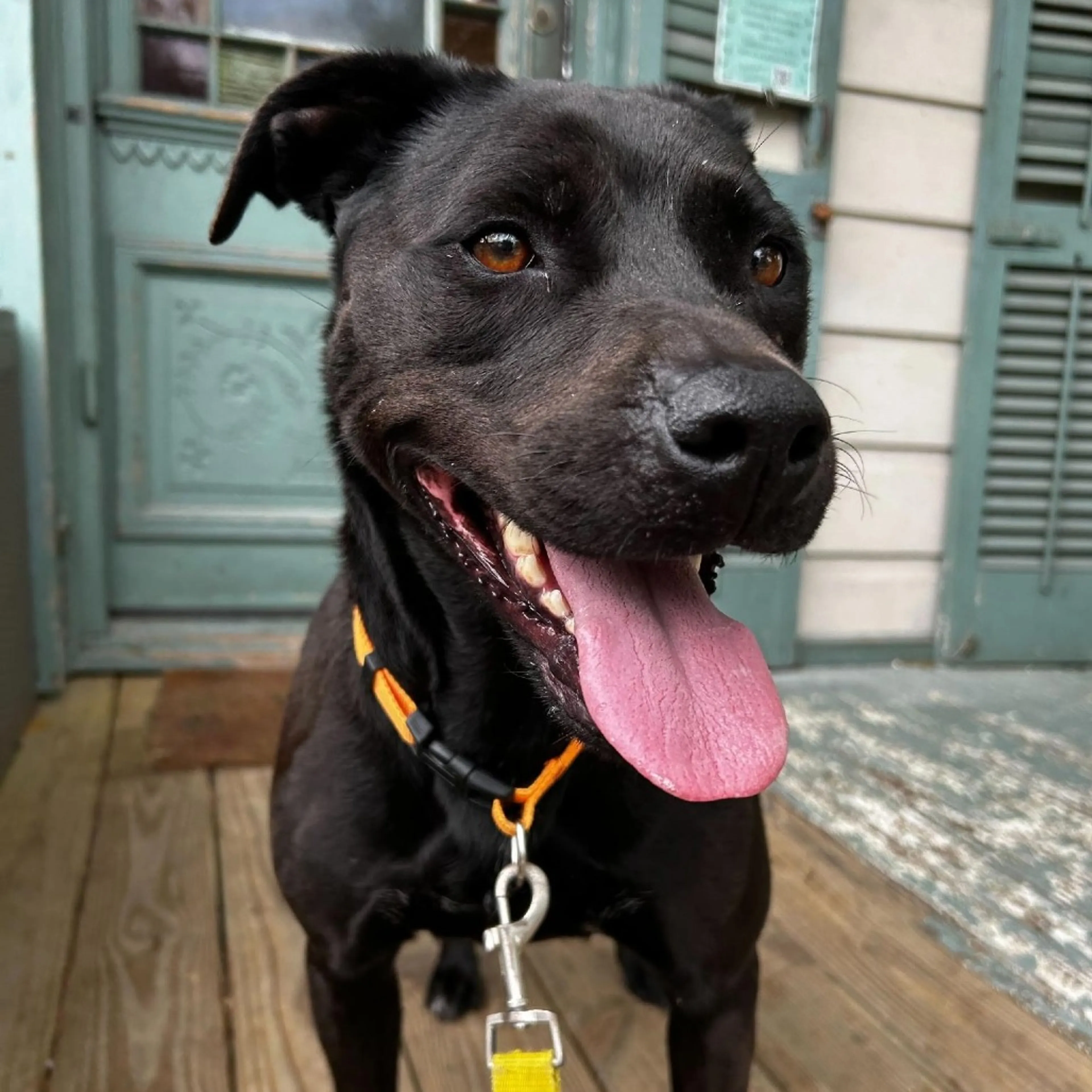 Found pet-3