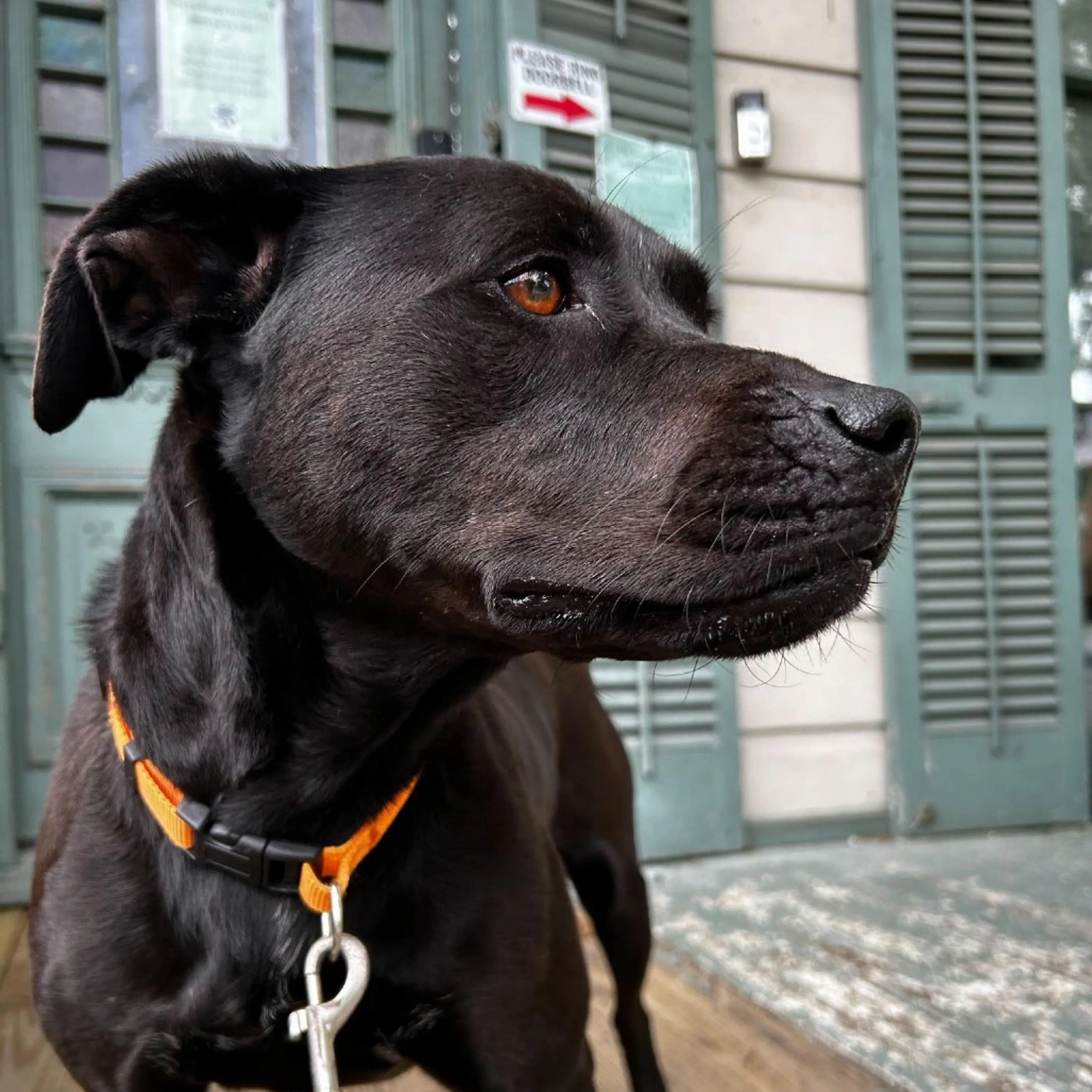 Found pet-5
