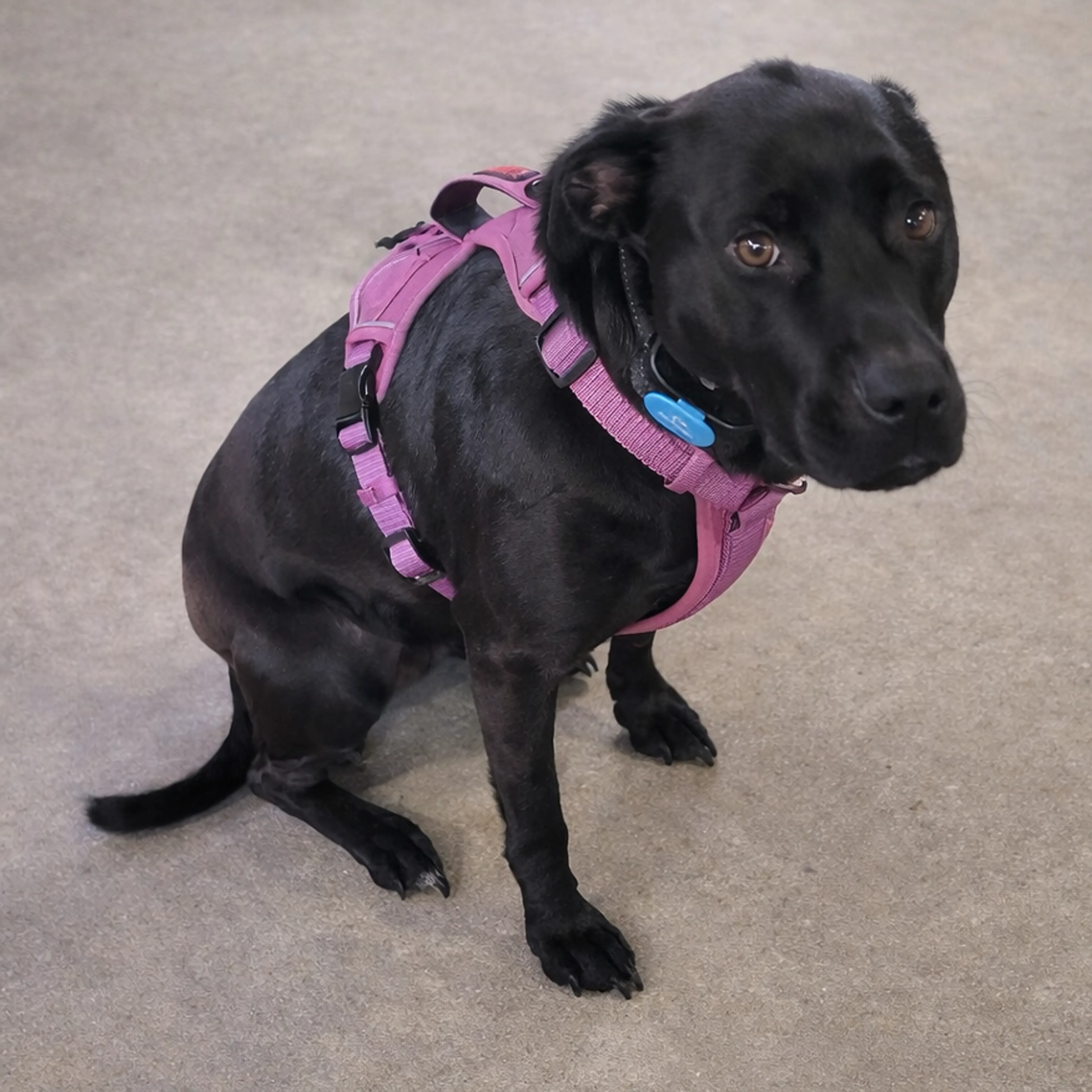 Found pet-14