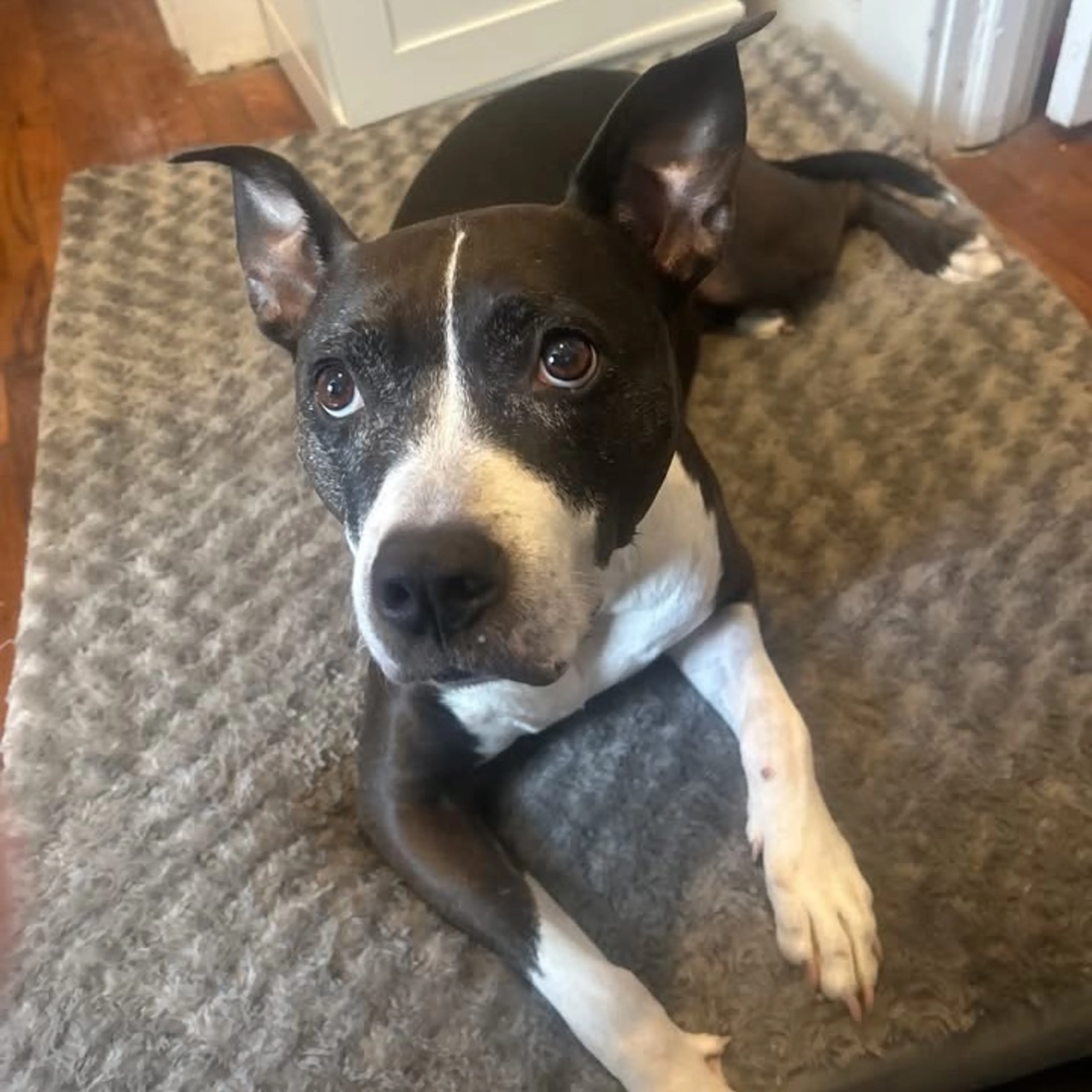 Found pet-3
