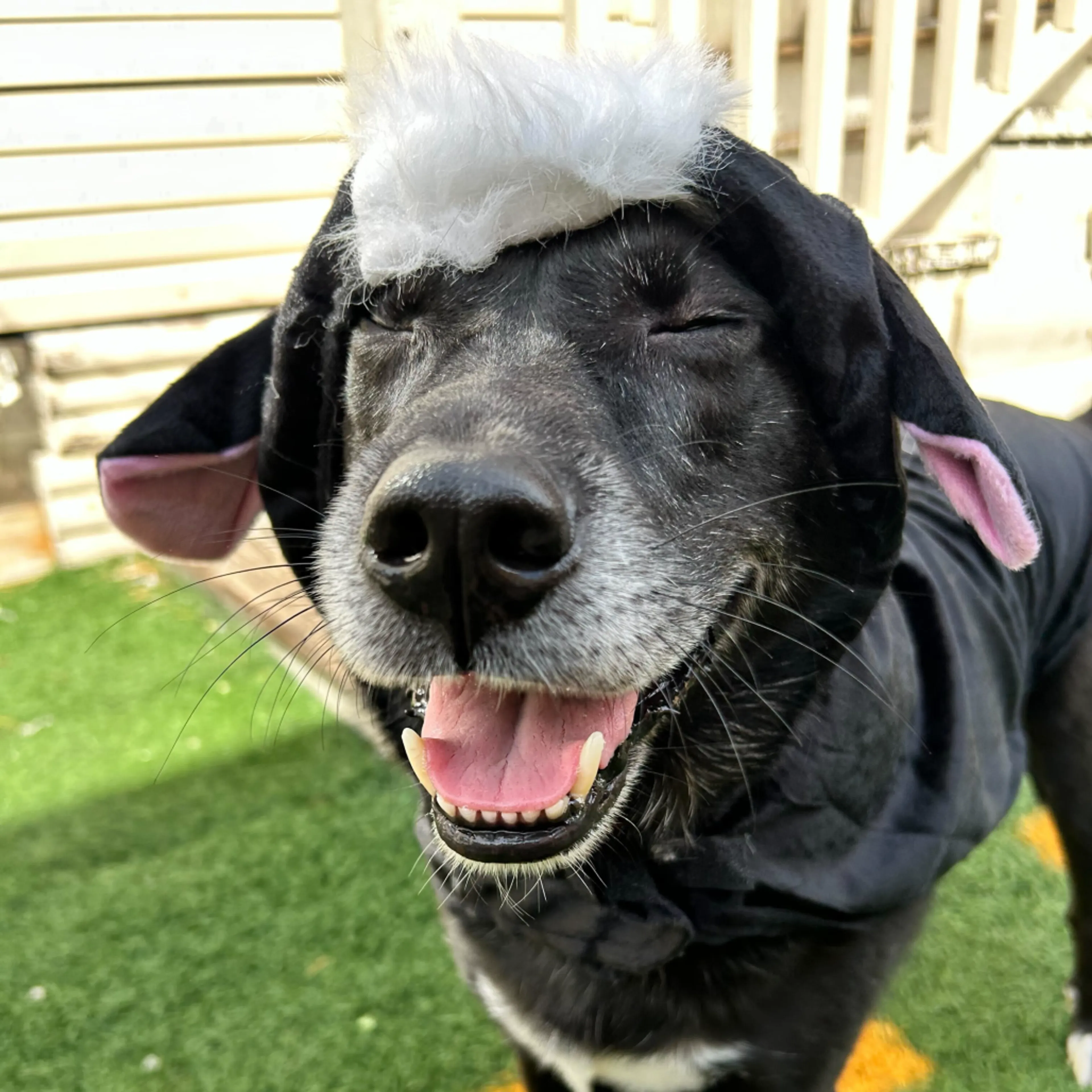 Found pet-6