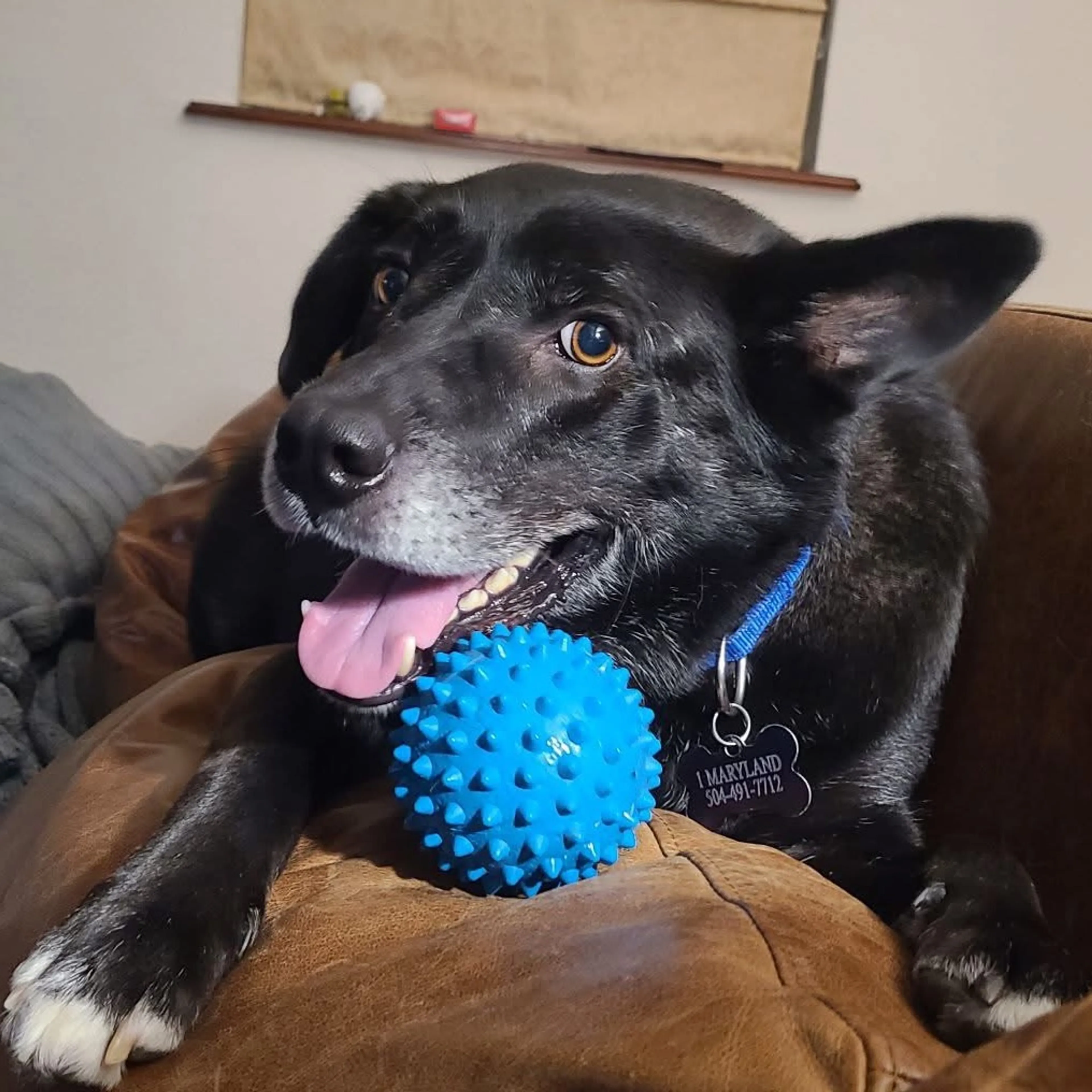 Found pet-1