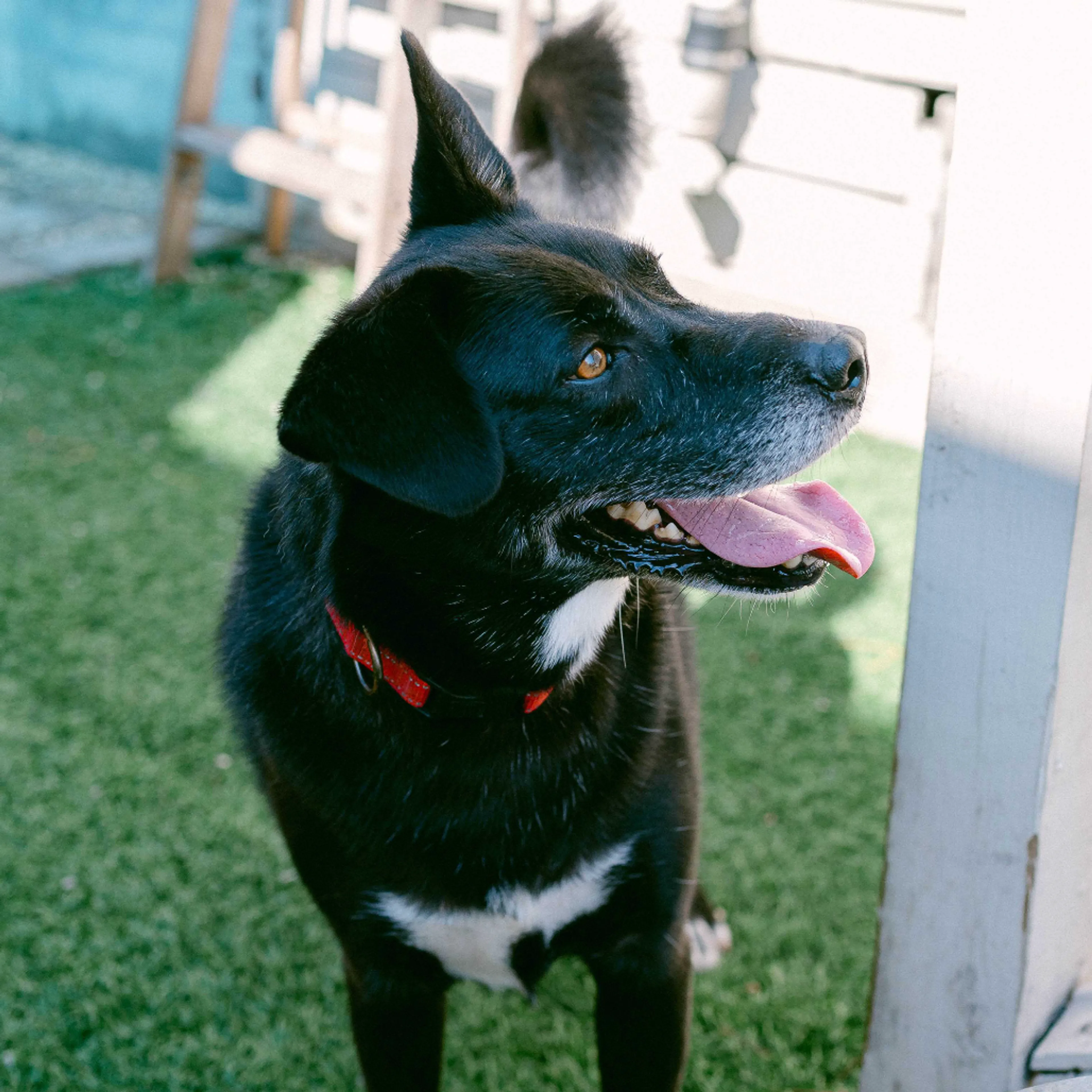Found pet-4