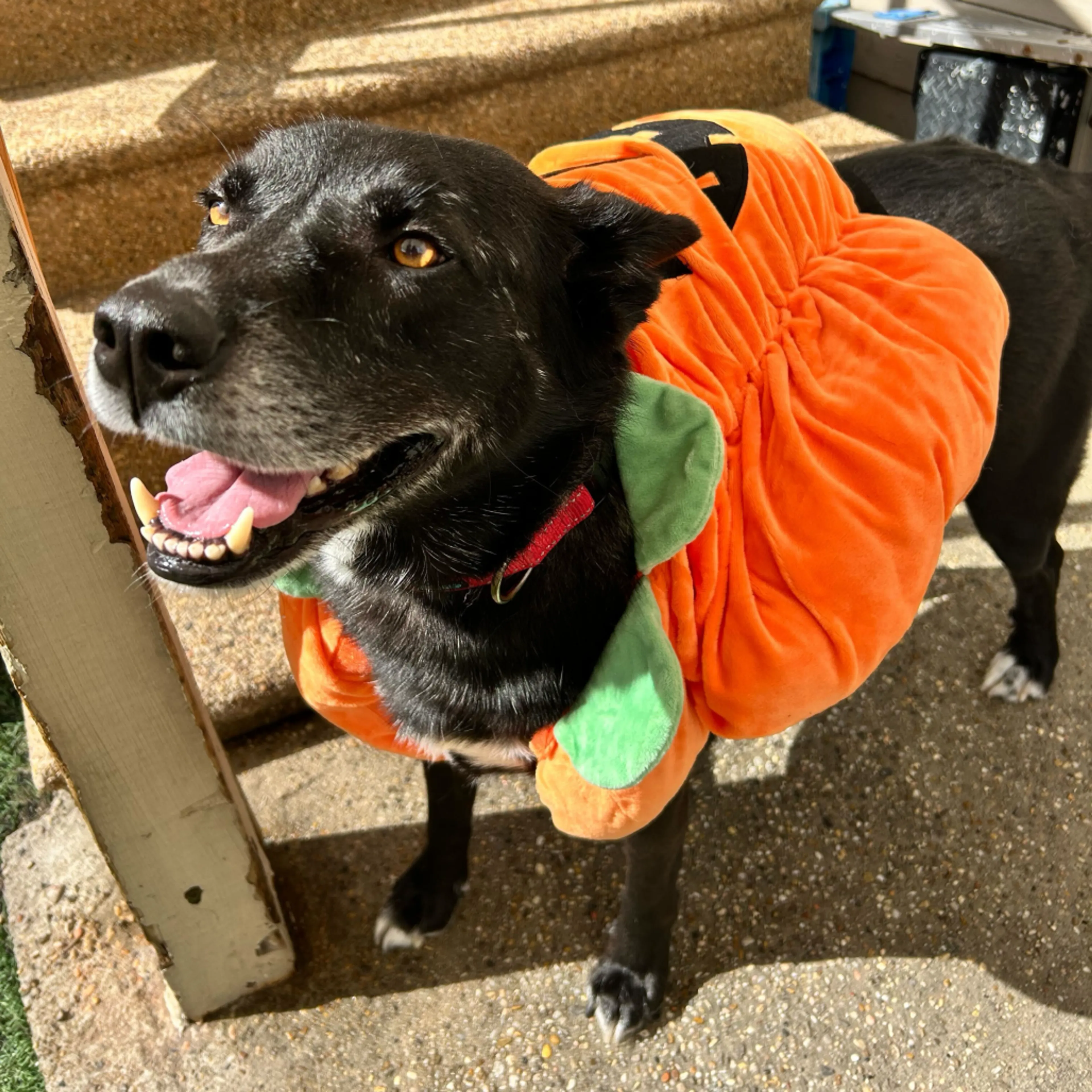 Found pet-8