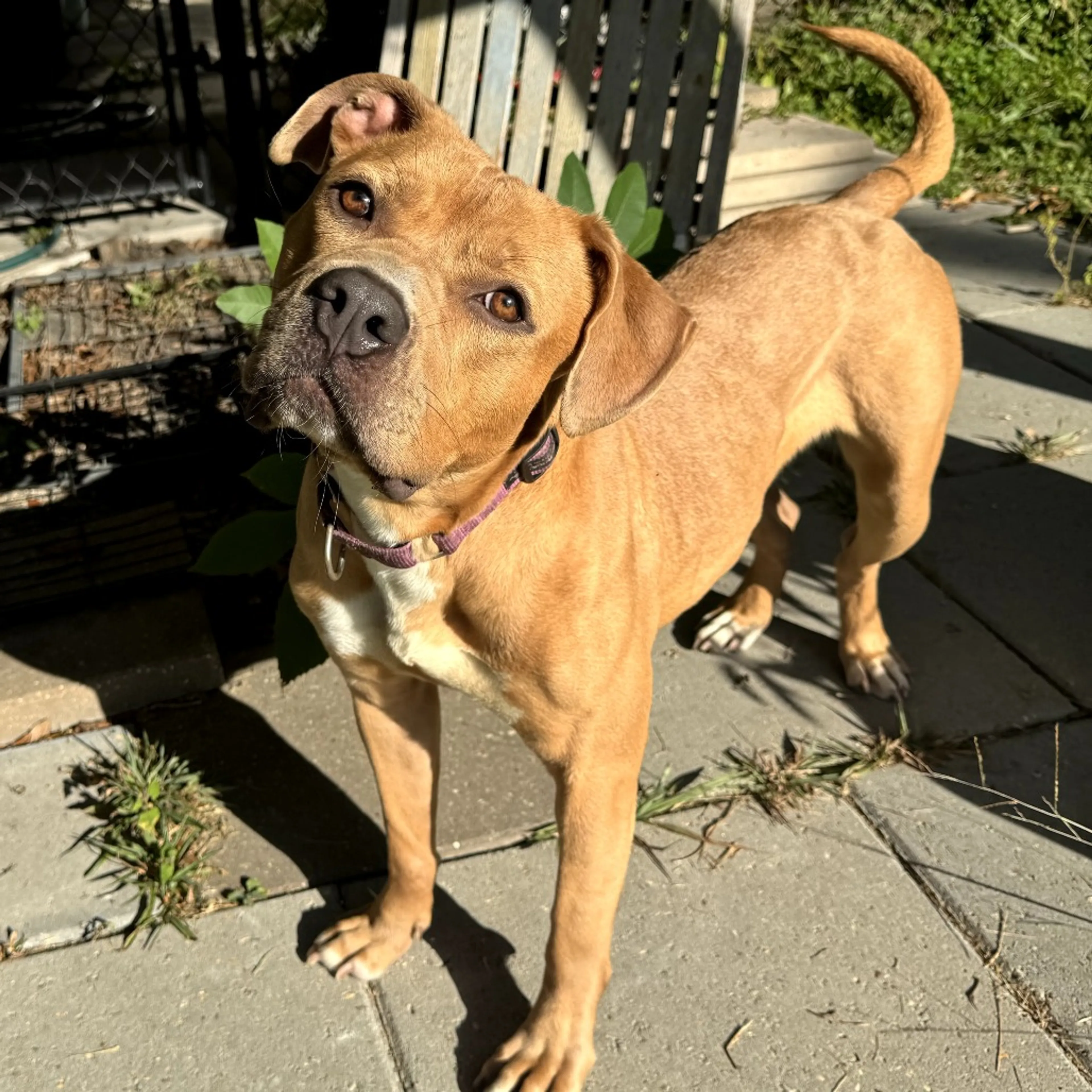 Found pet-16