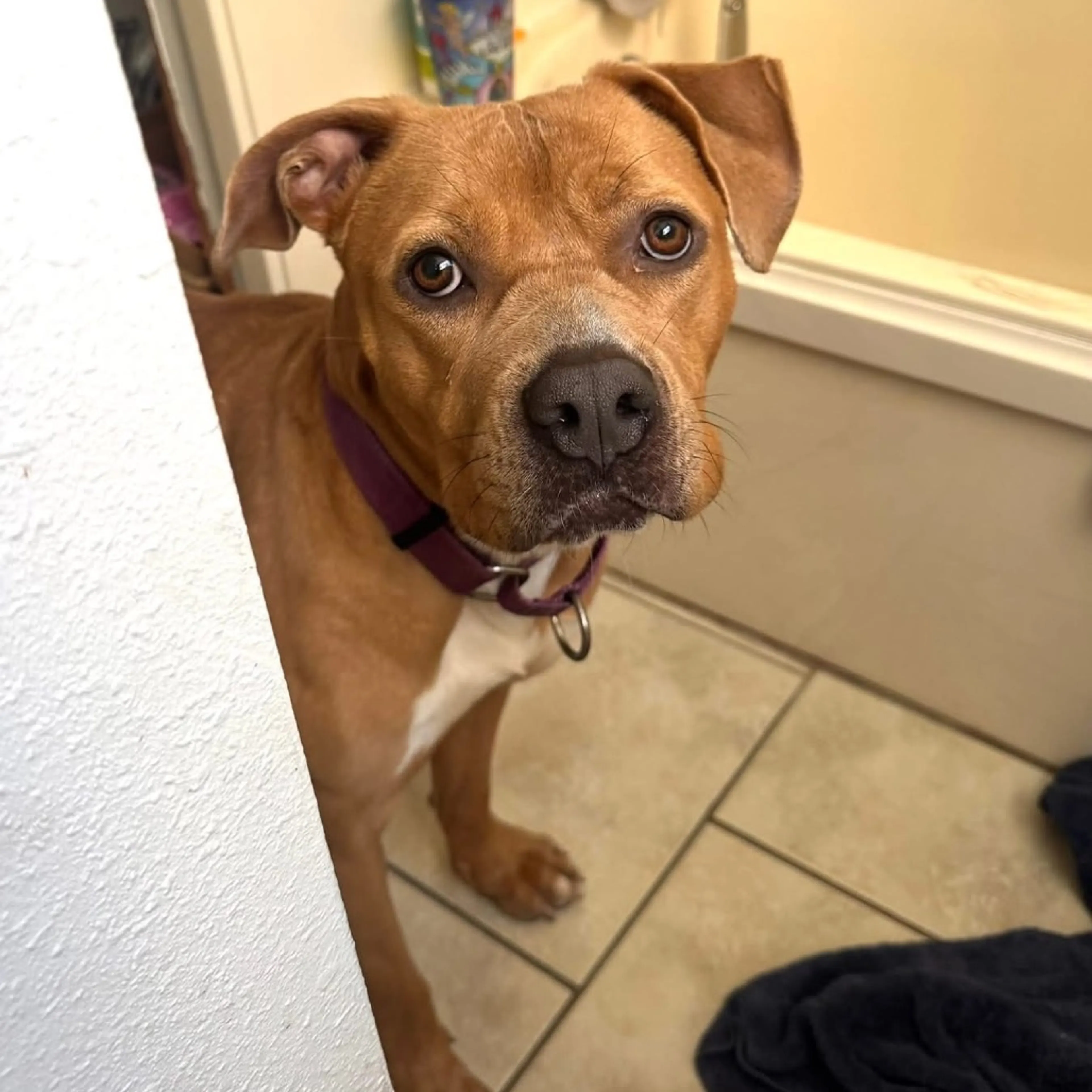 Found pet-14