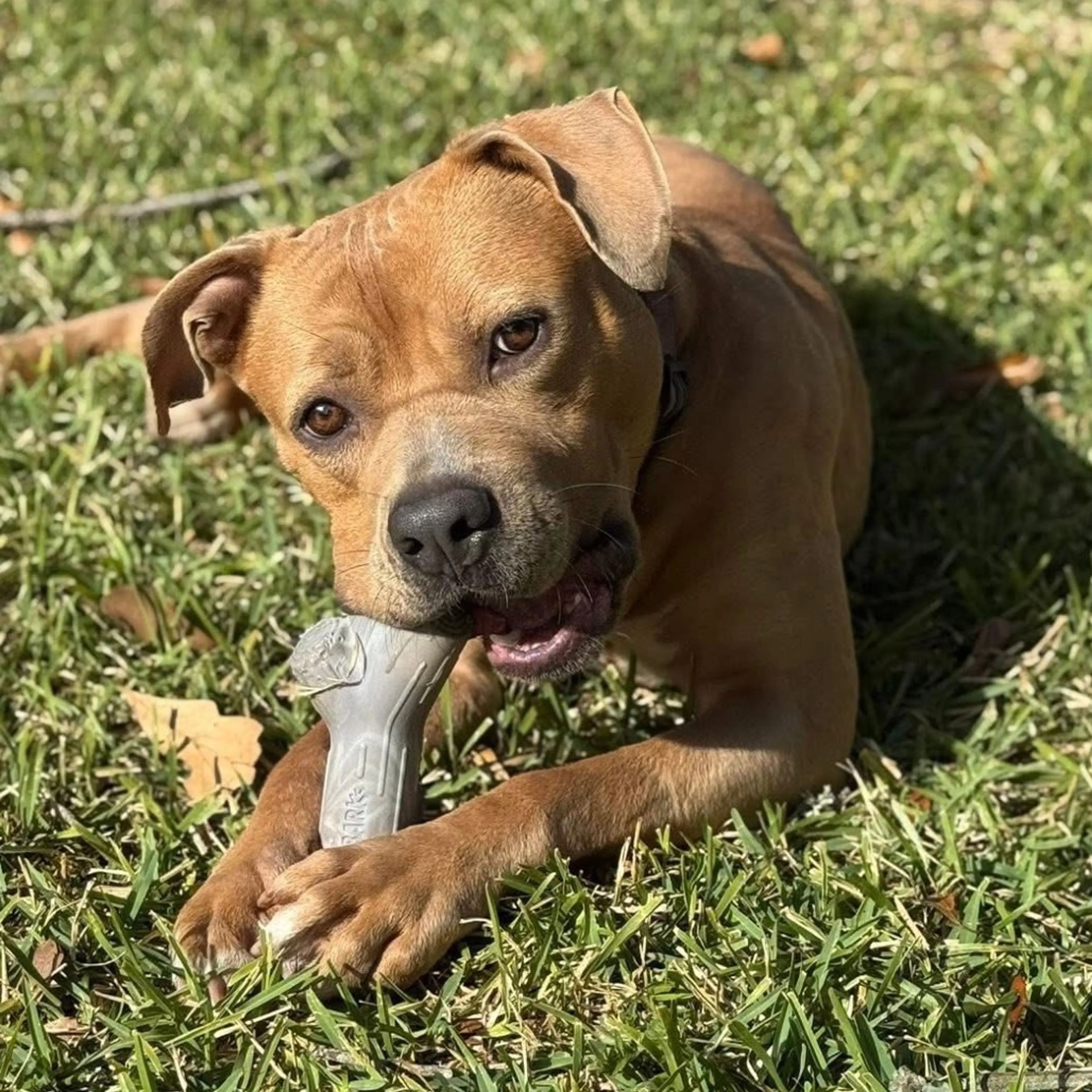 Found pet-17