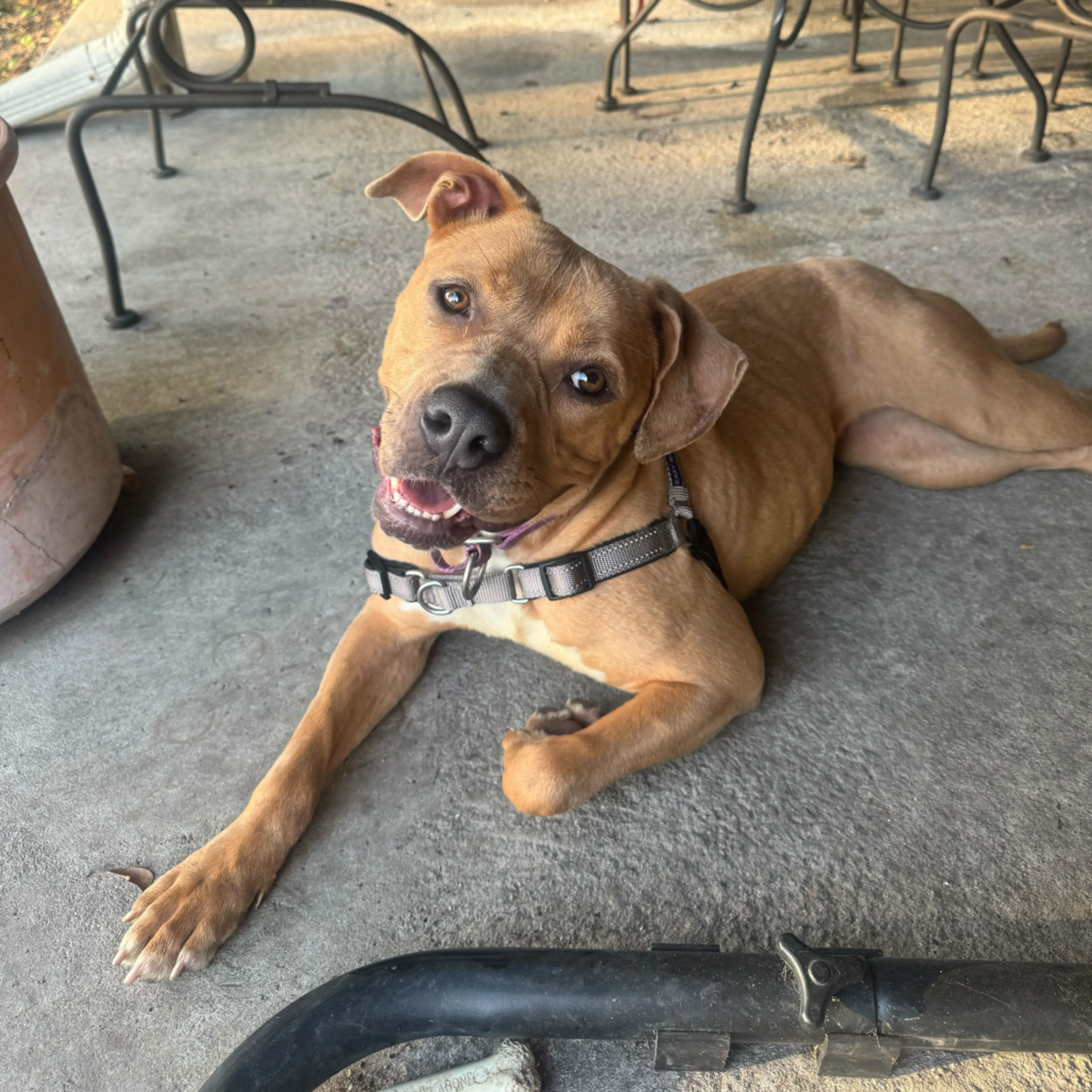 Found pet-2