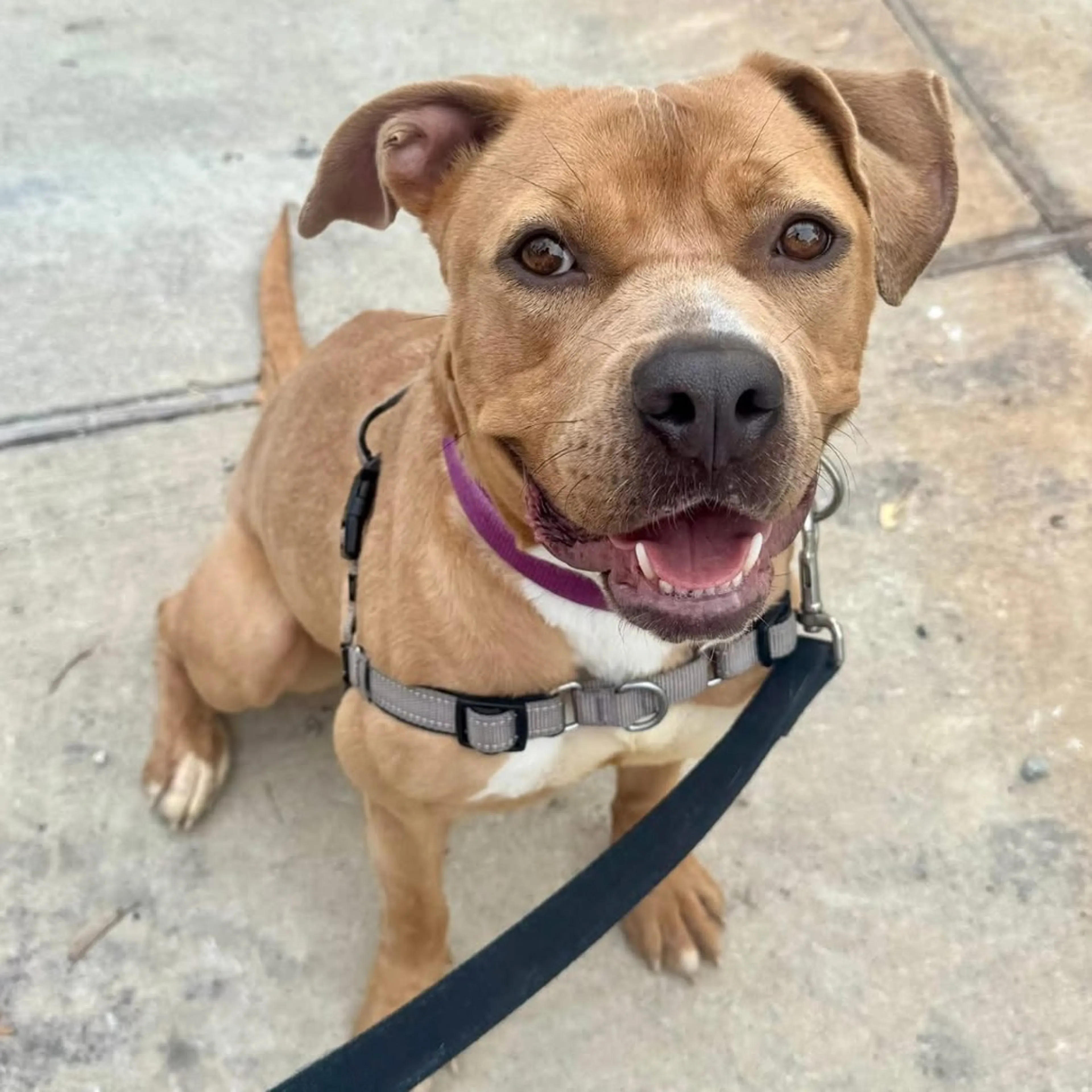 Found pet-1