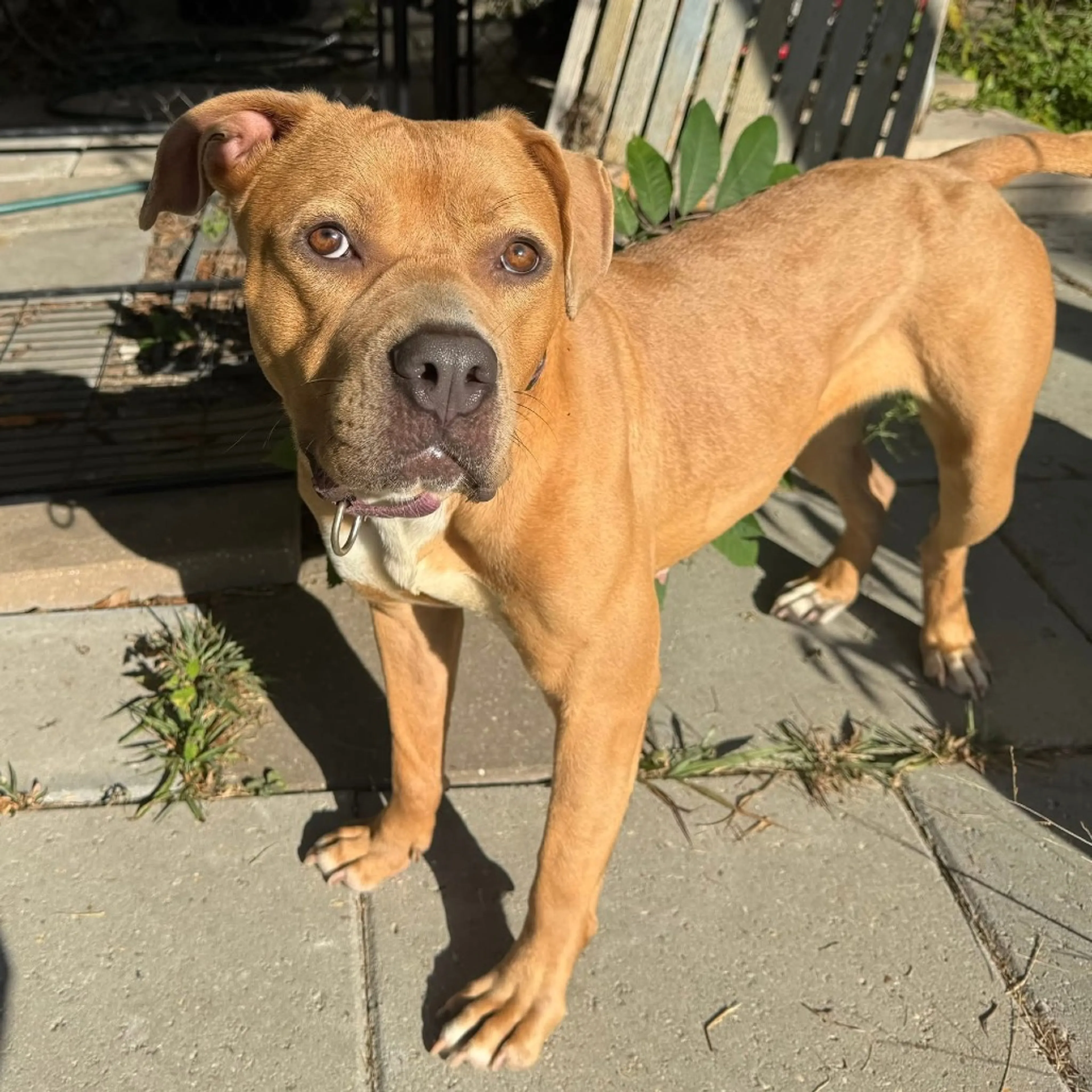 Found pet-19