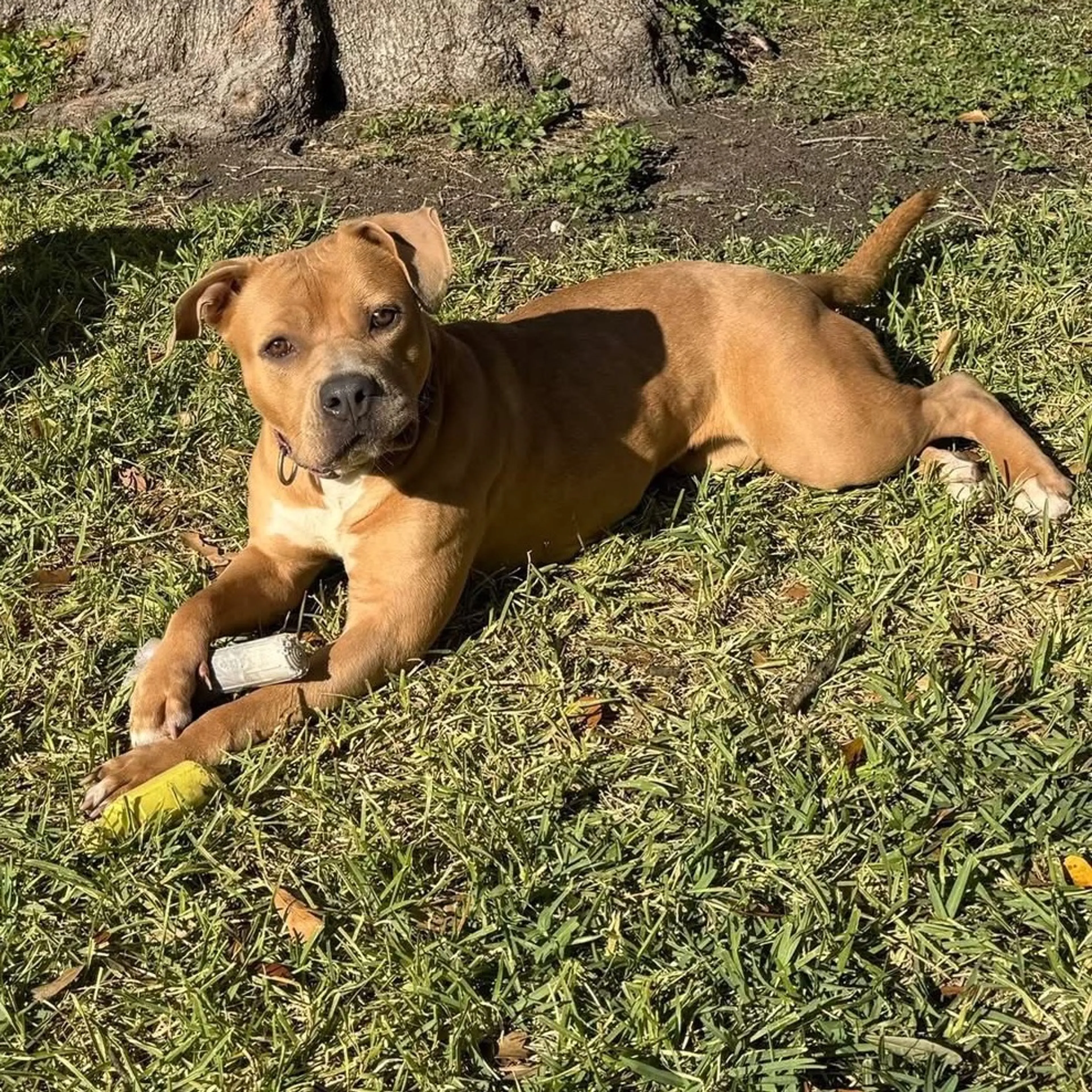 Found pet-18