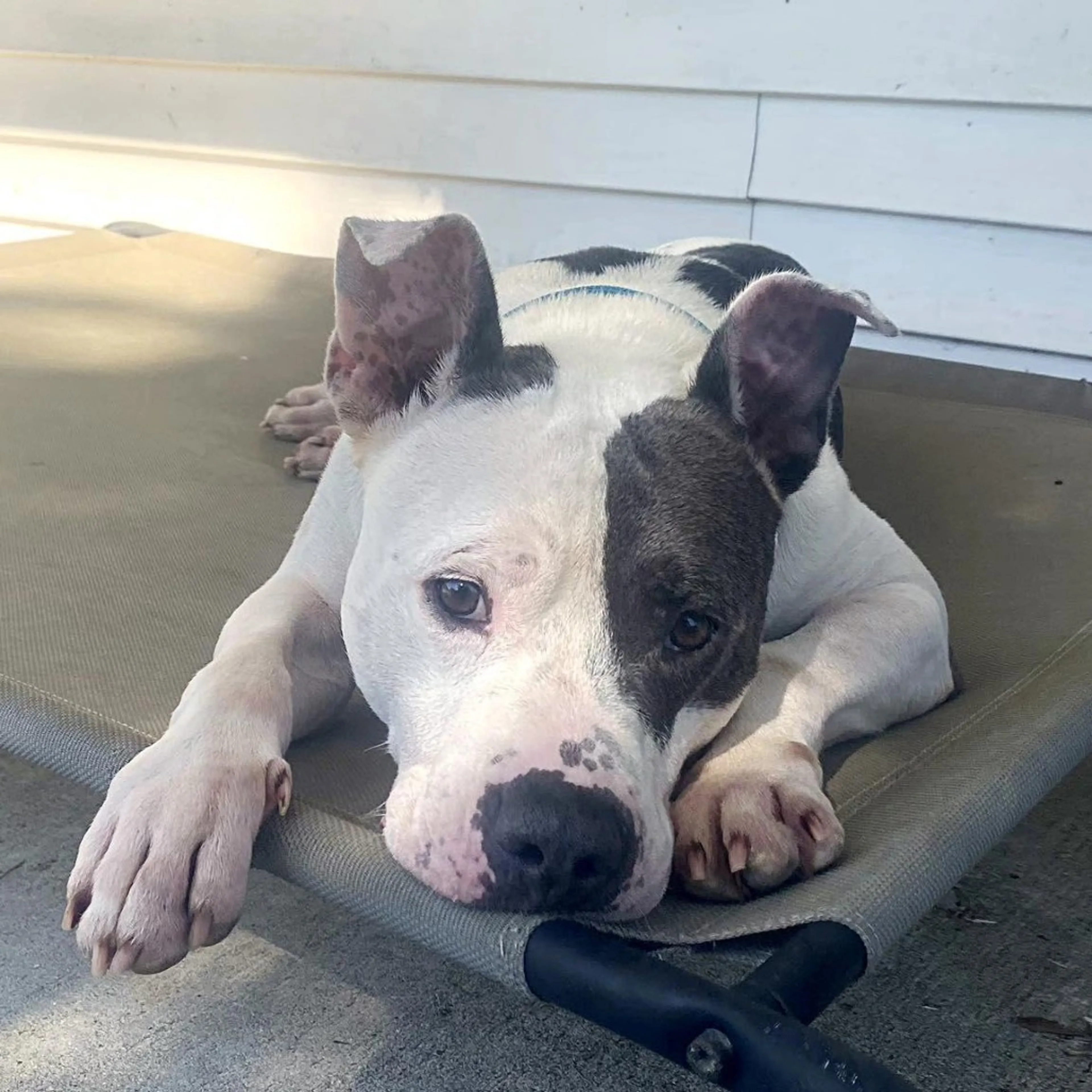 Found pet-5