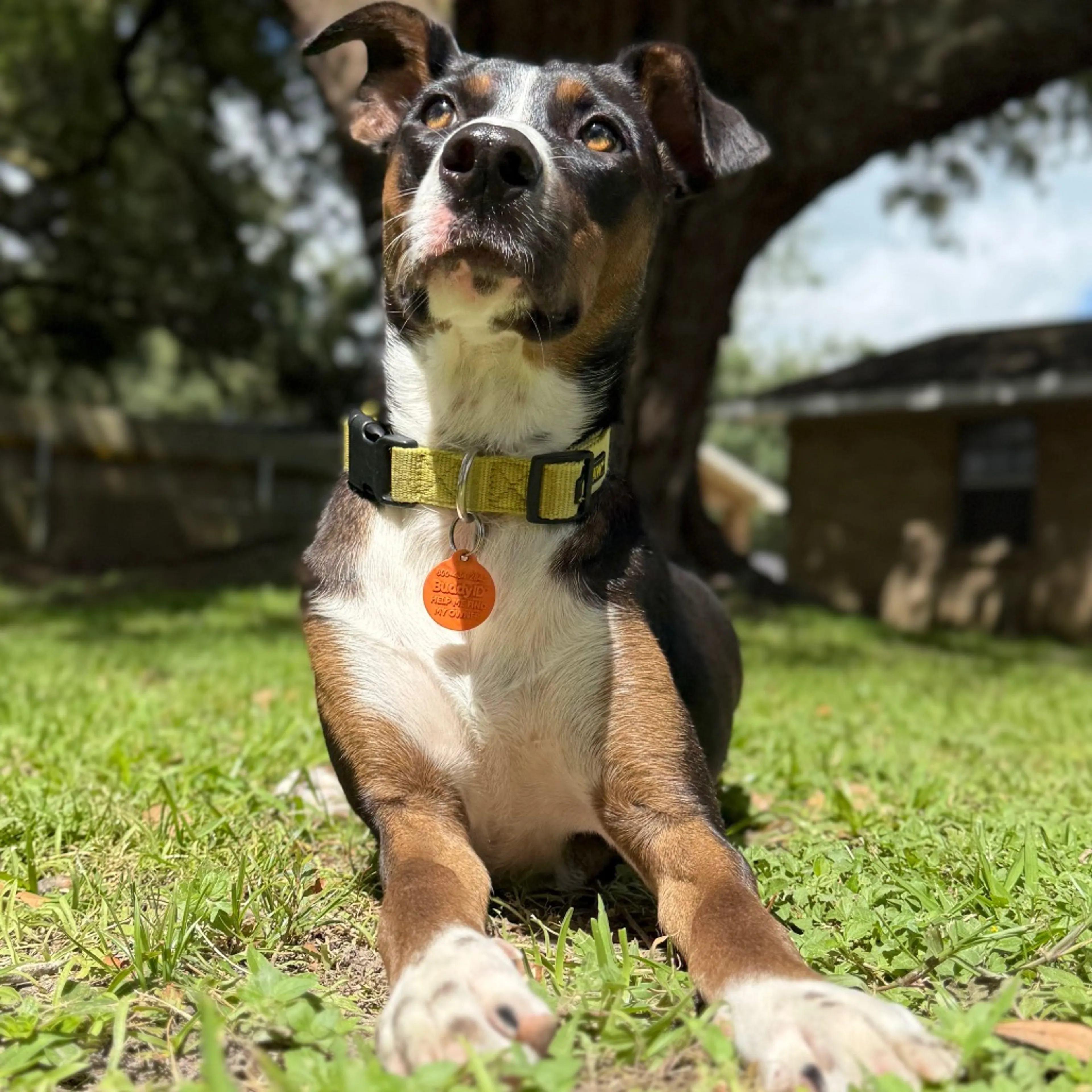 Found pet-6