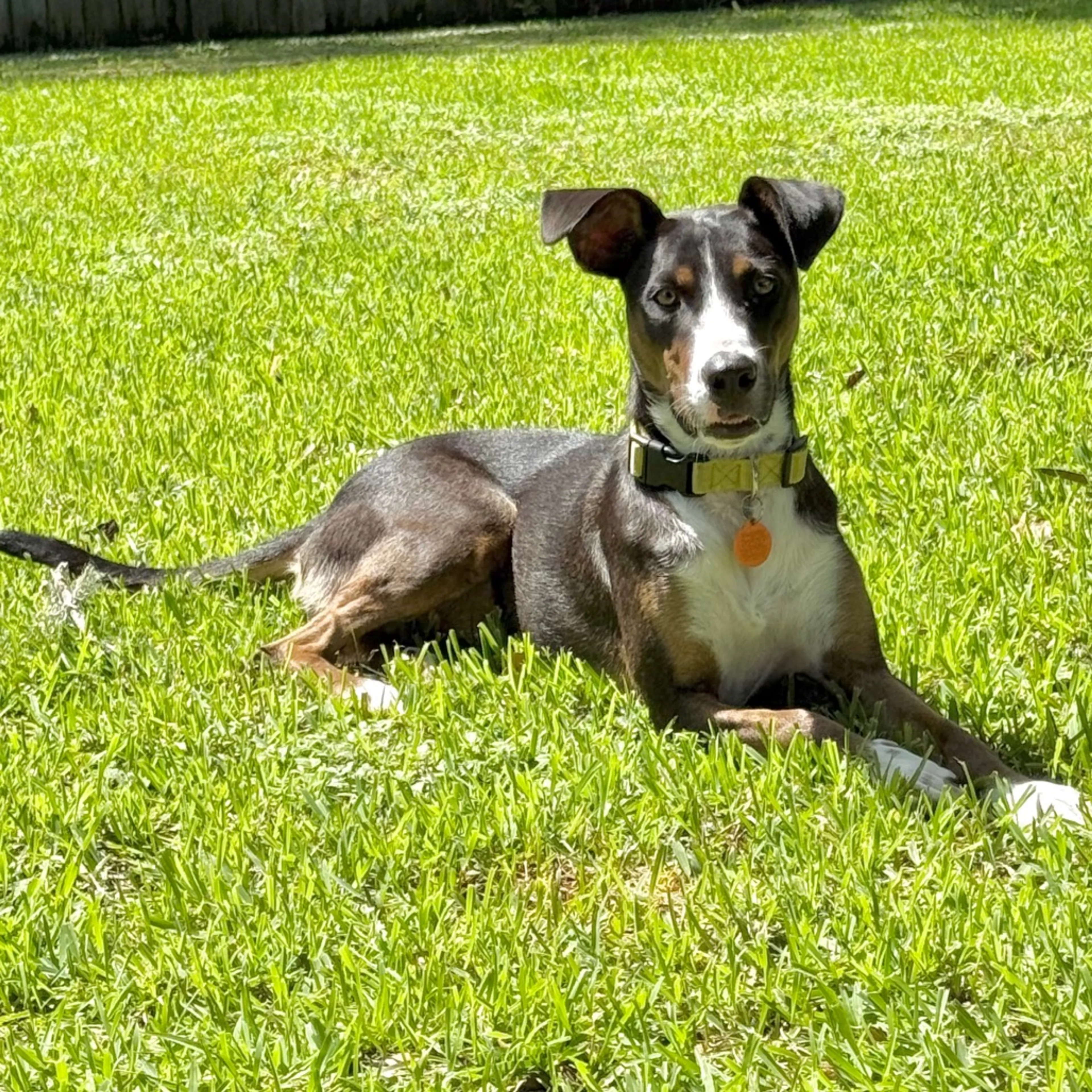 Found pet-8