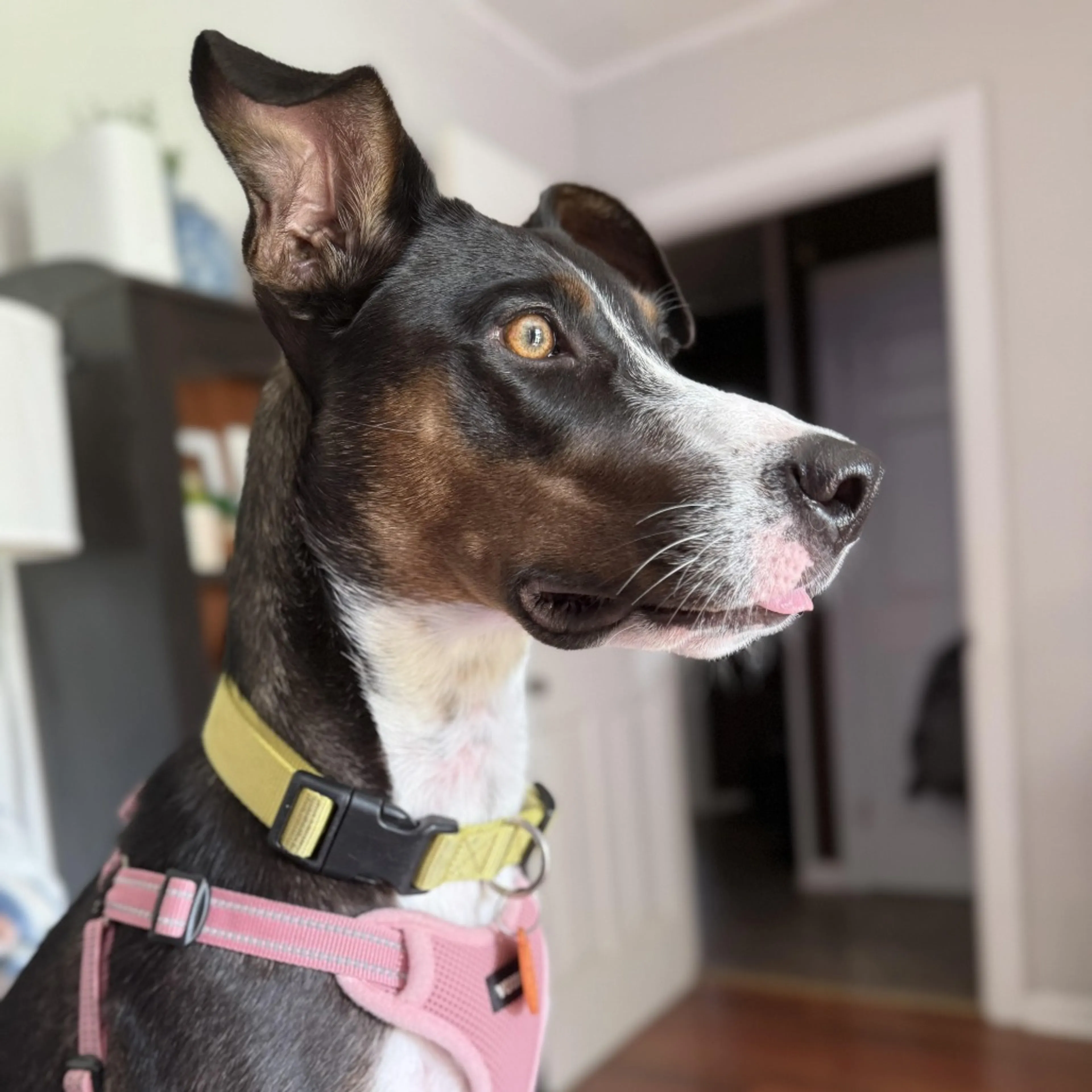 Found pet-1