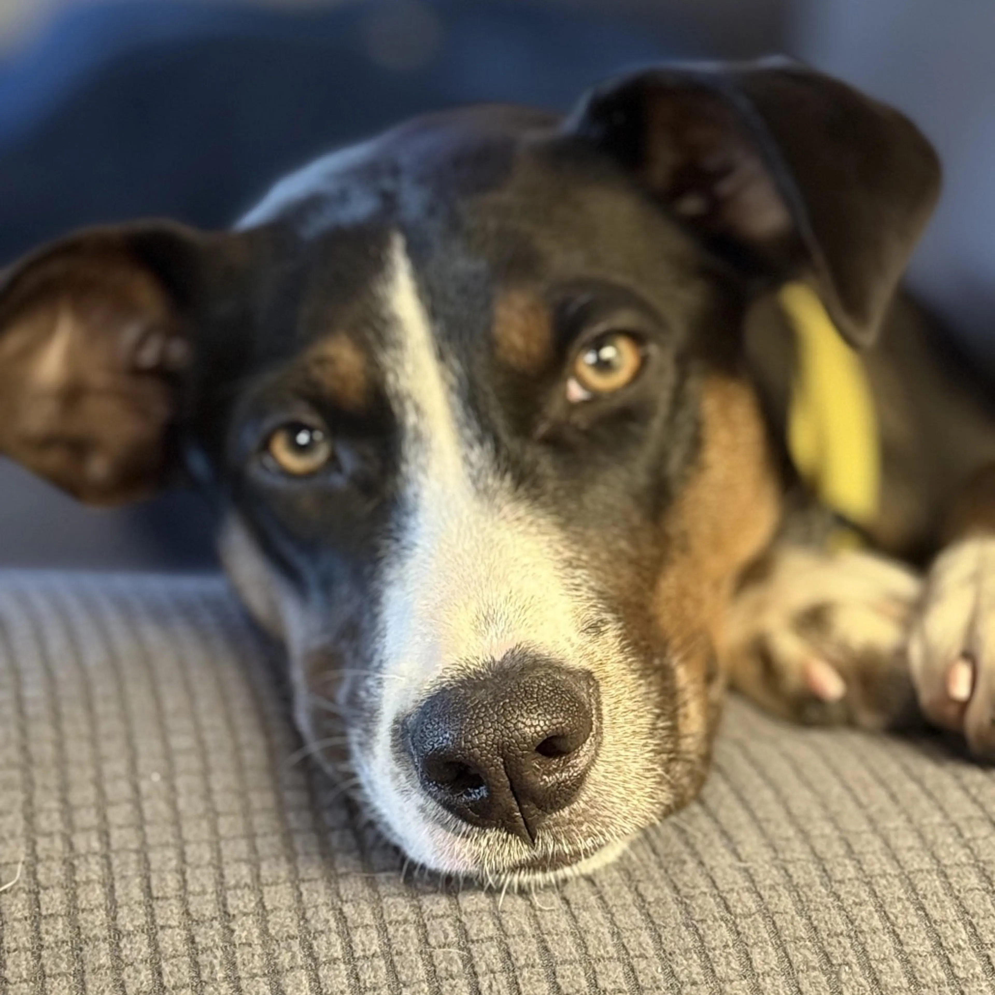 Found pet-4