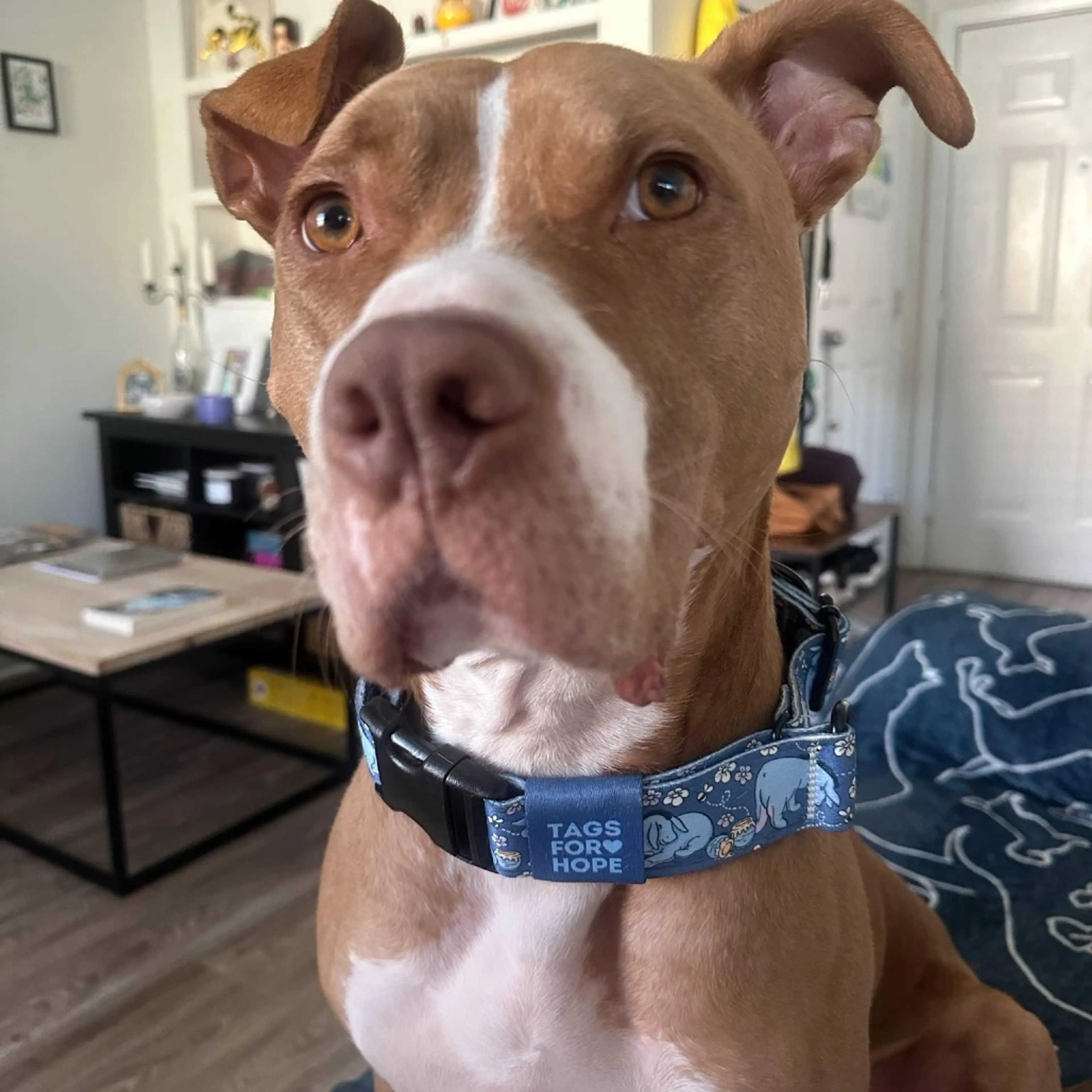 Found pet-2