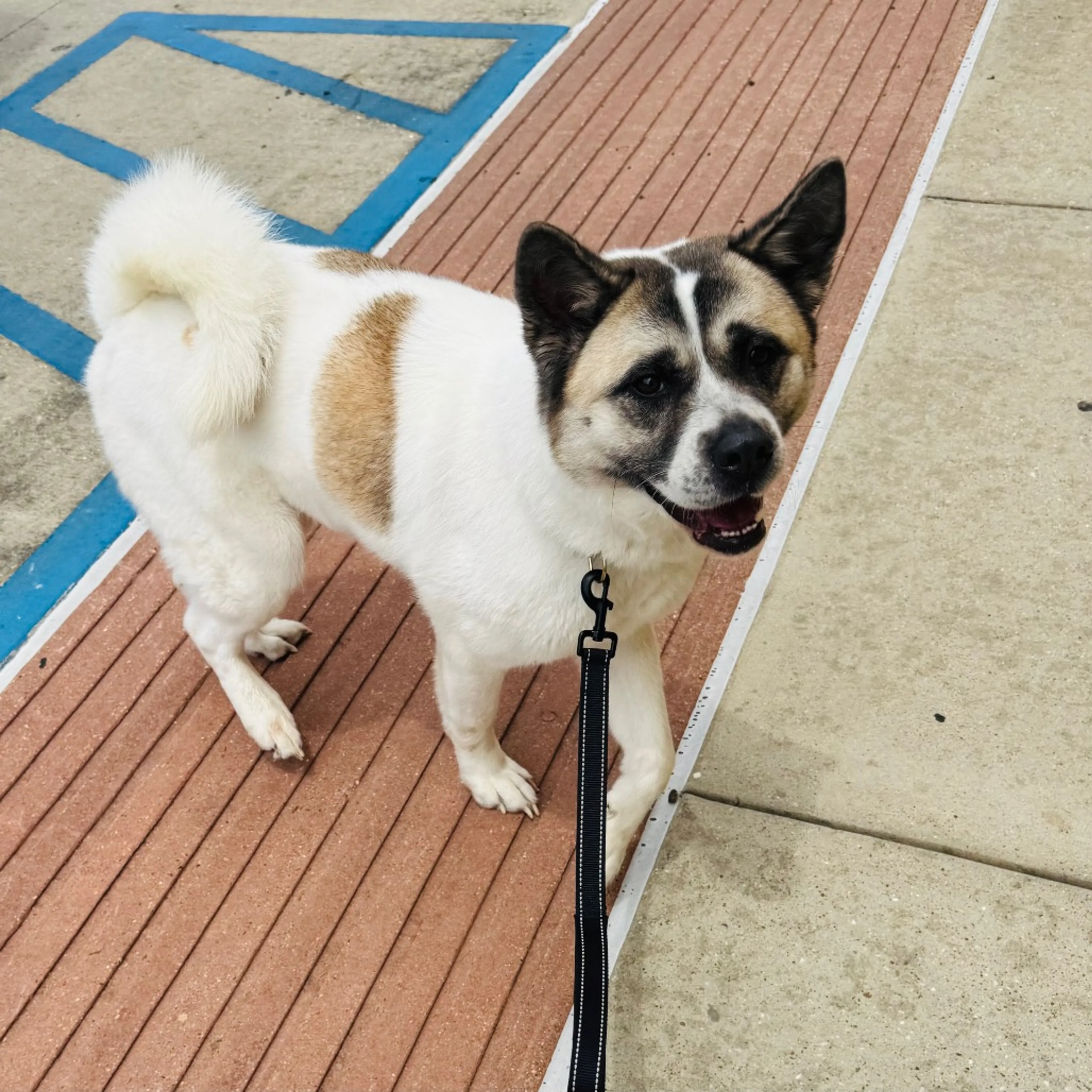 Found pet-14
