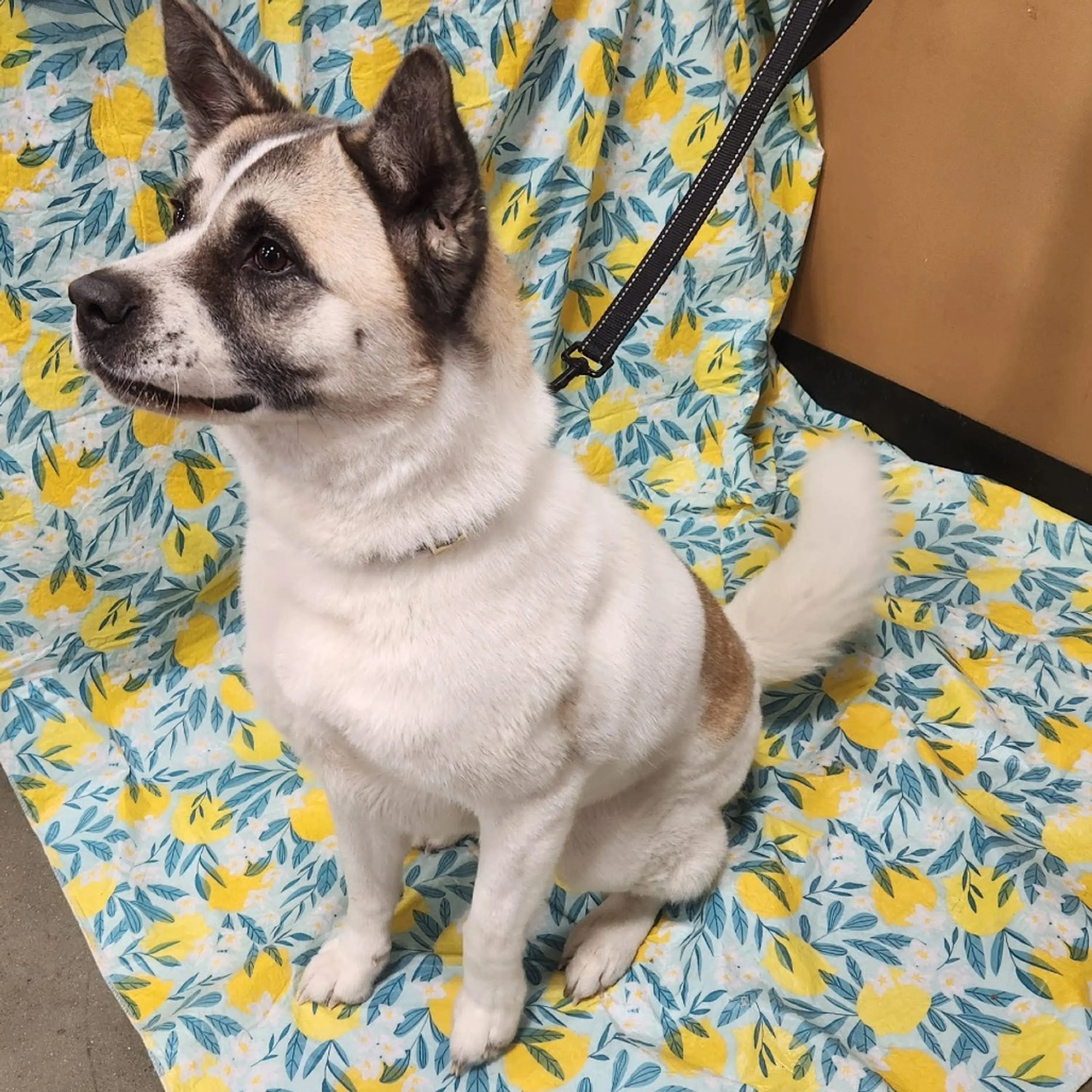 Found pet-13