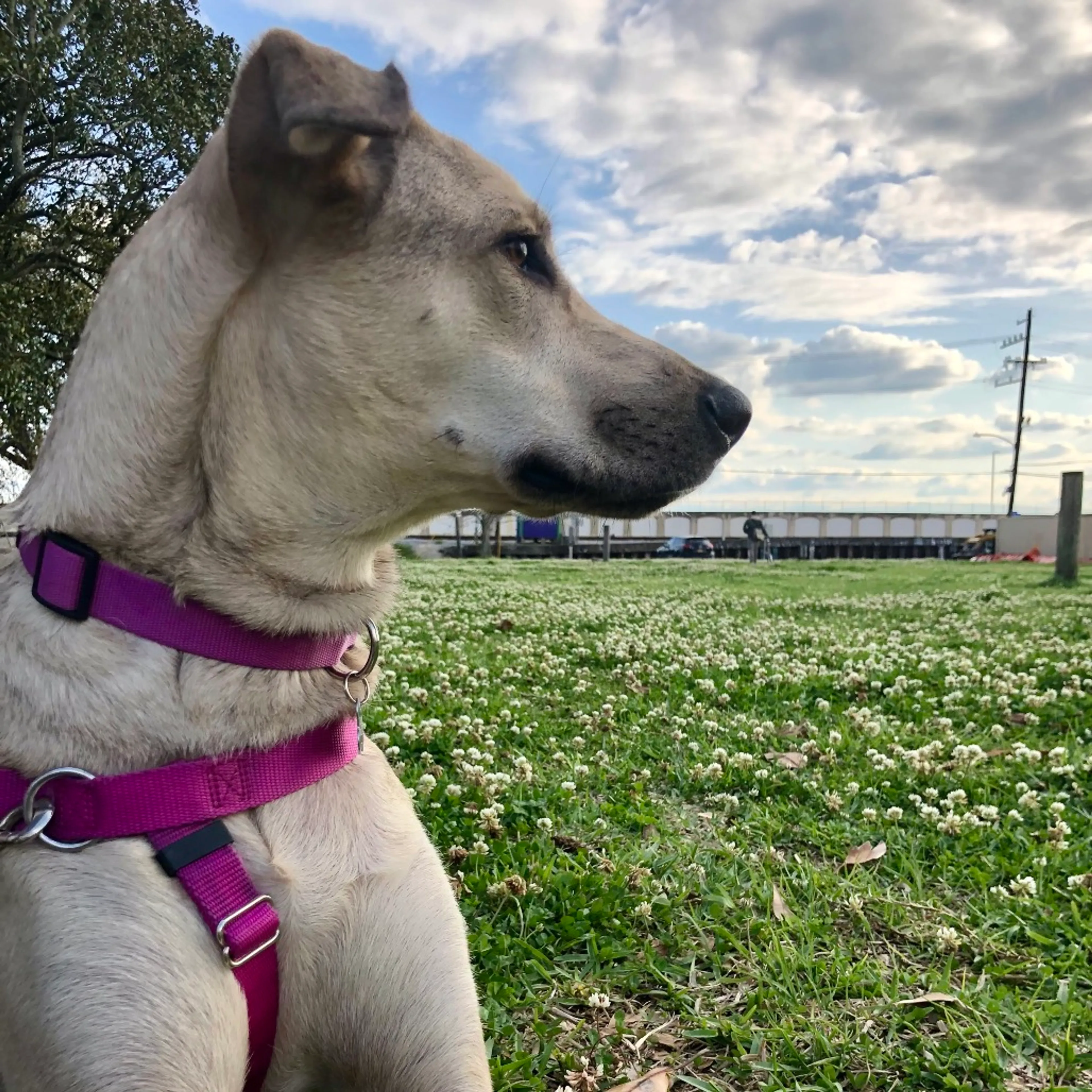 Found pet-3