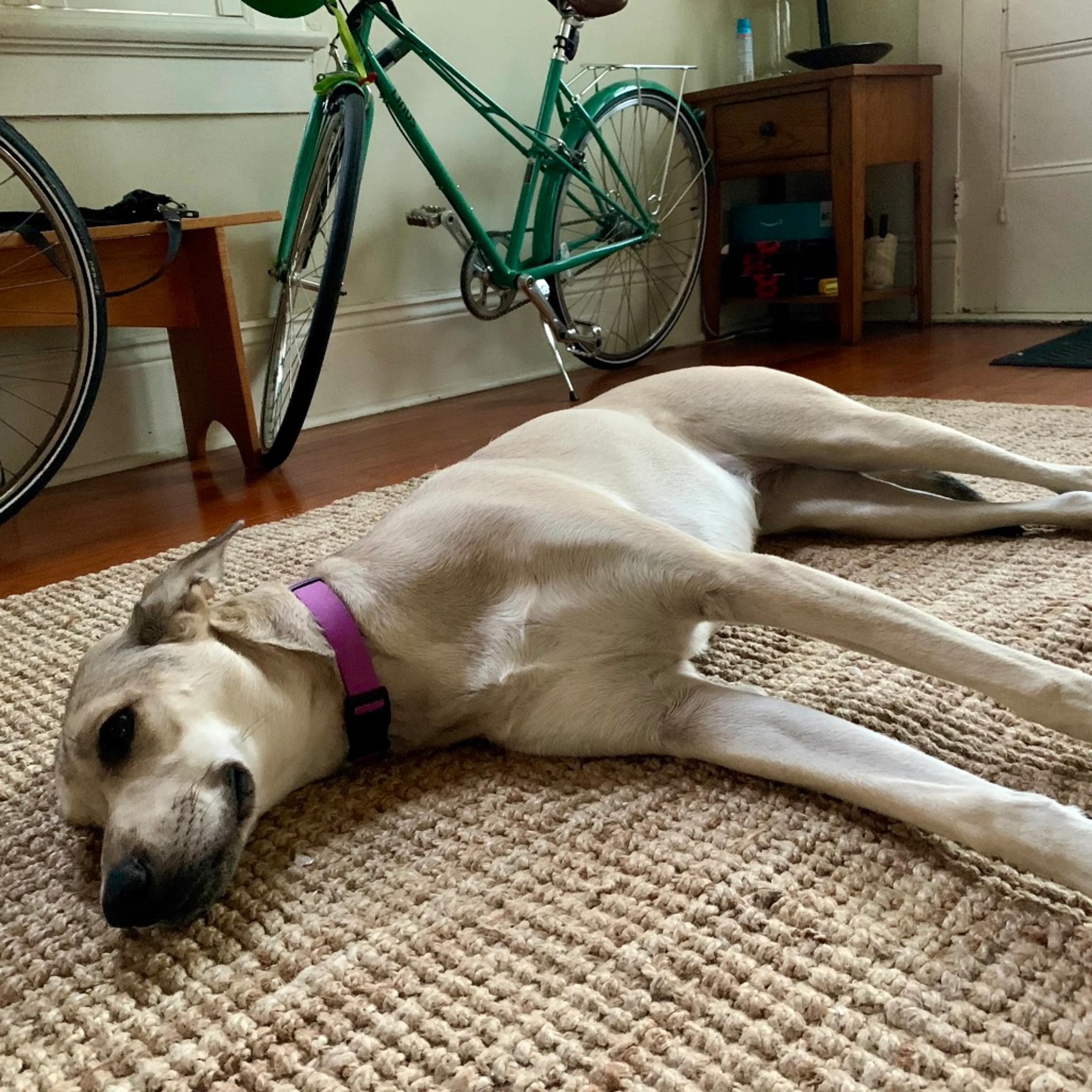 Found pet-6
