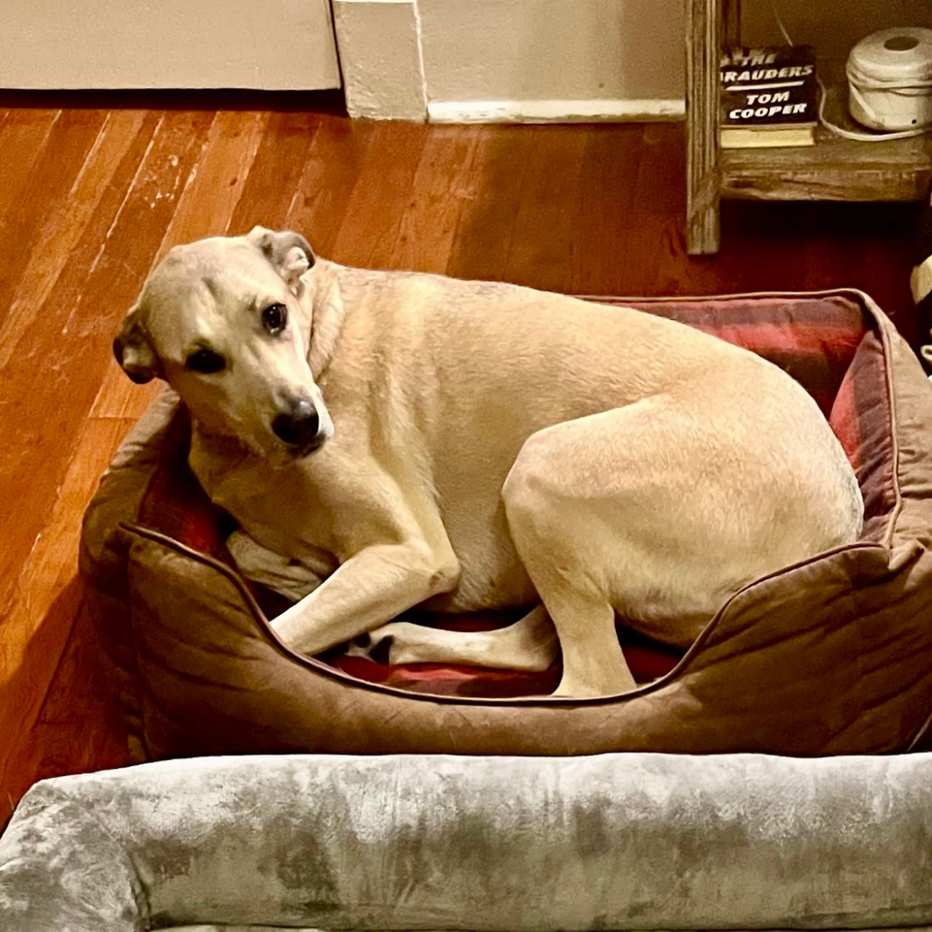 Found pet-5