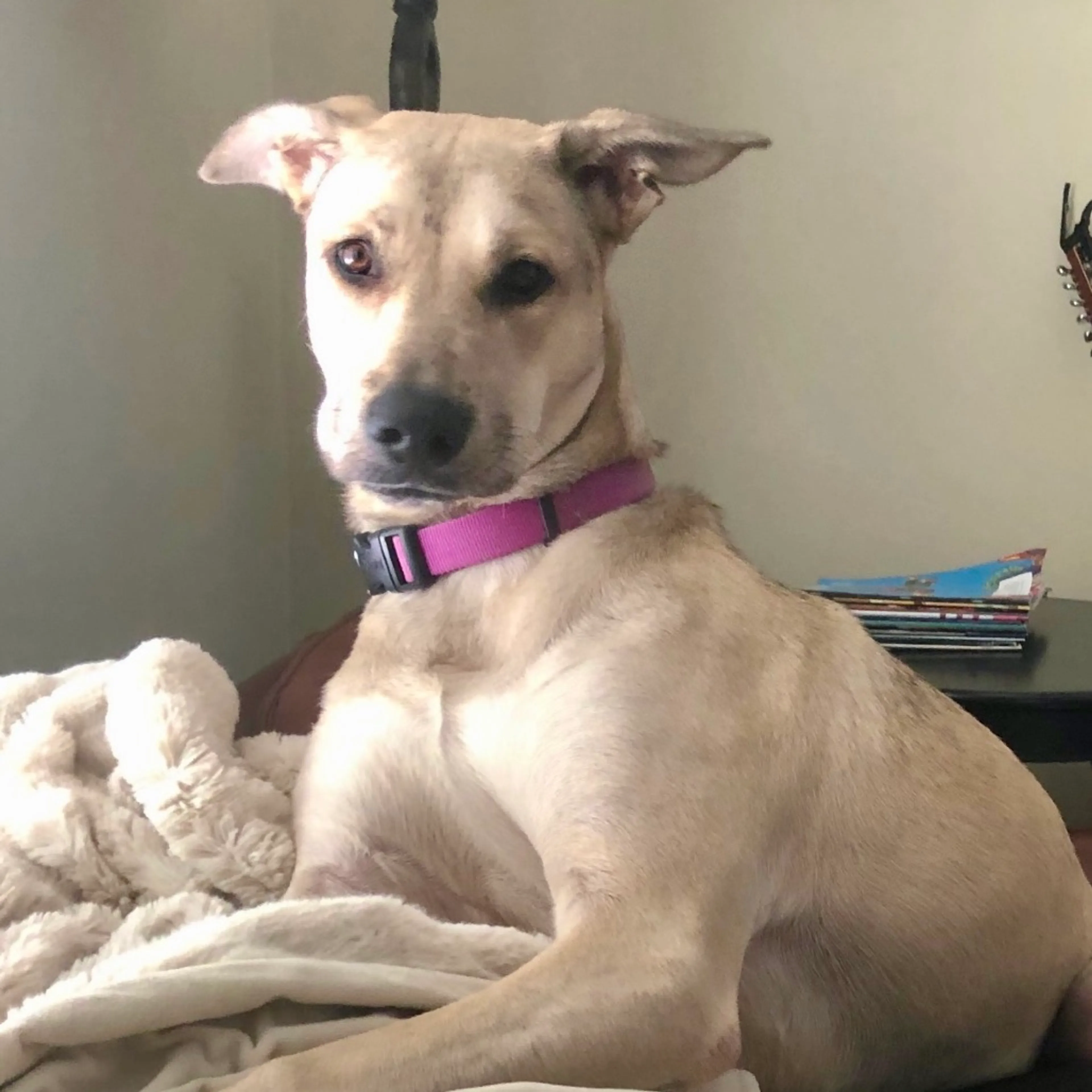 Found pet-4