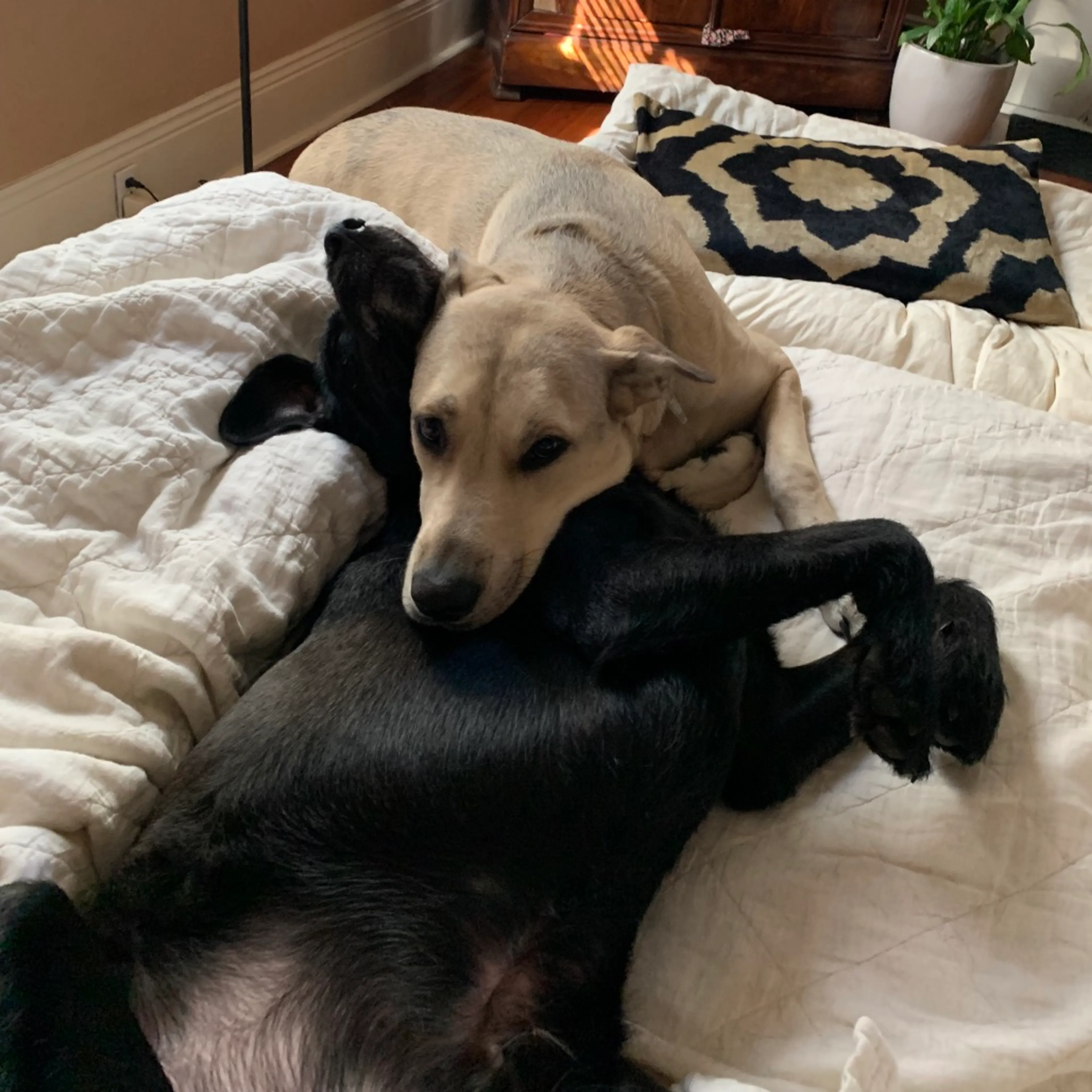 Found pet-2