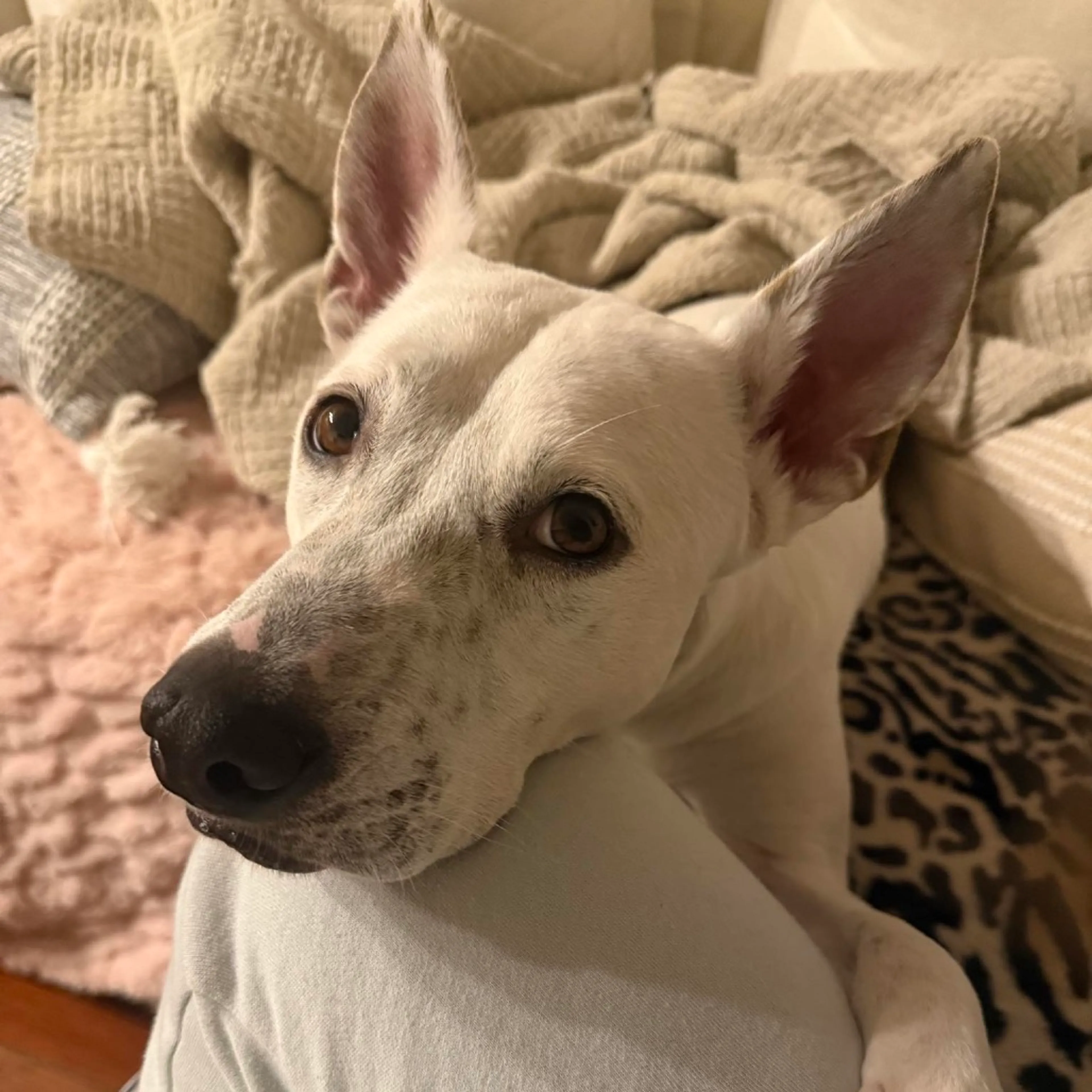 cdn image