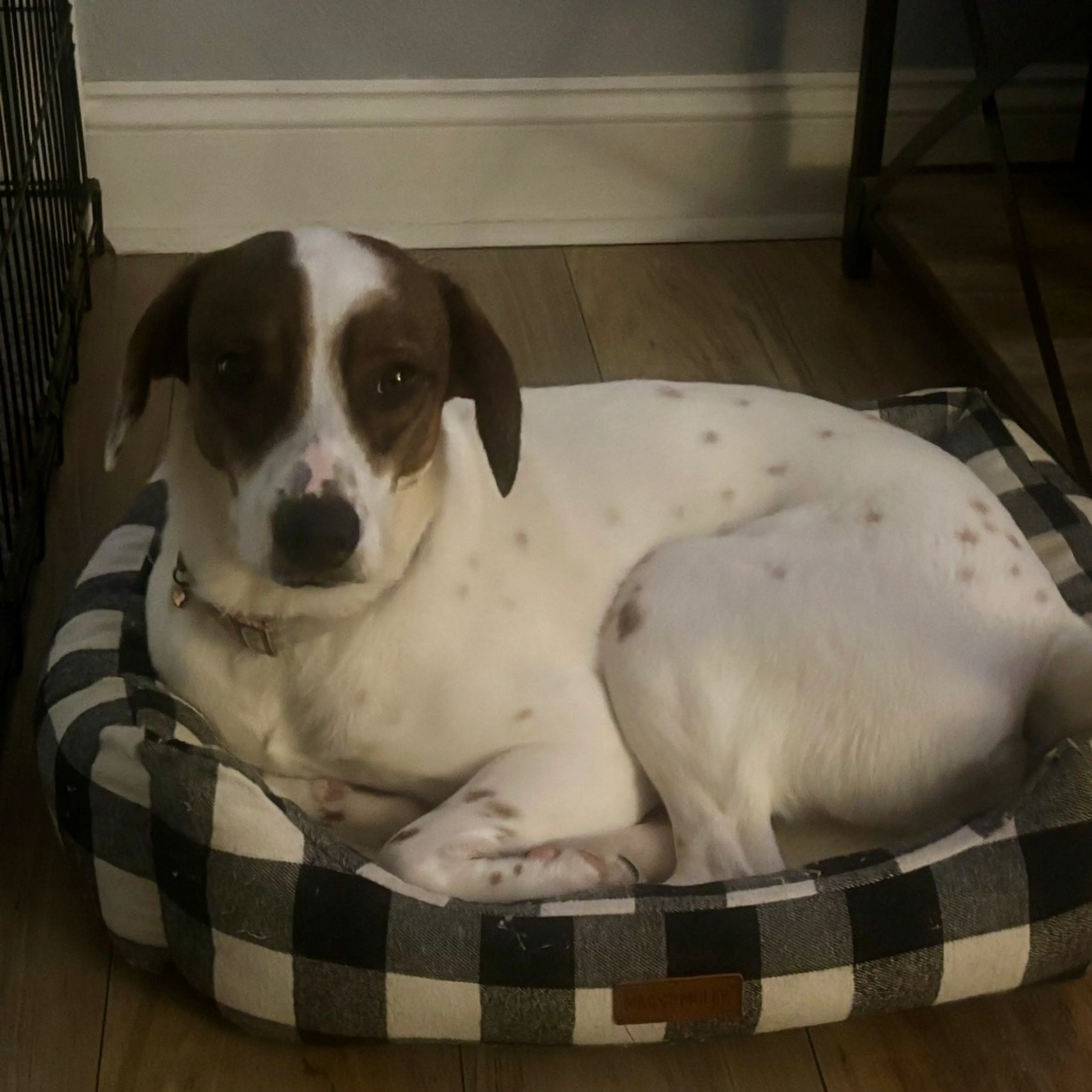 Found pet-1