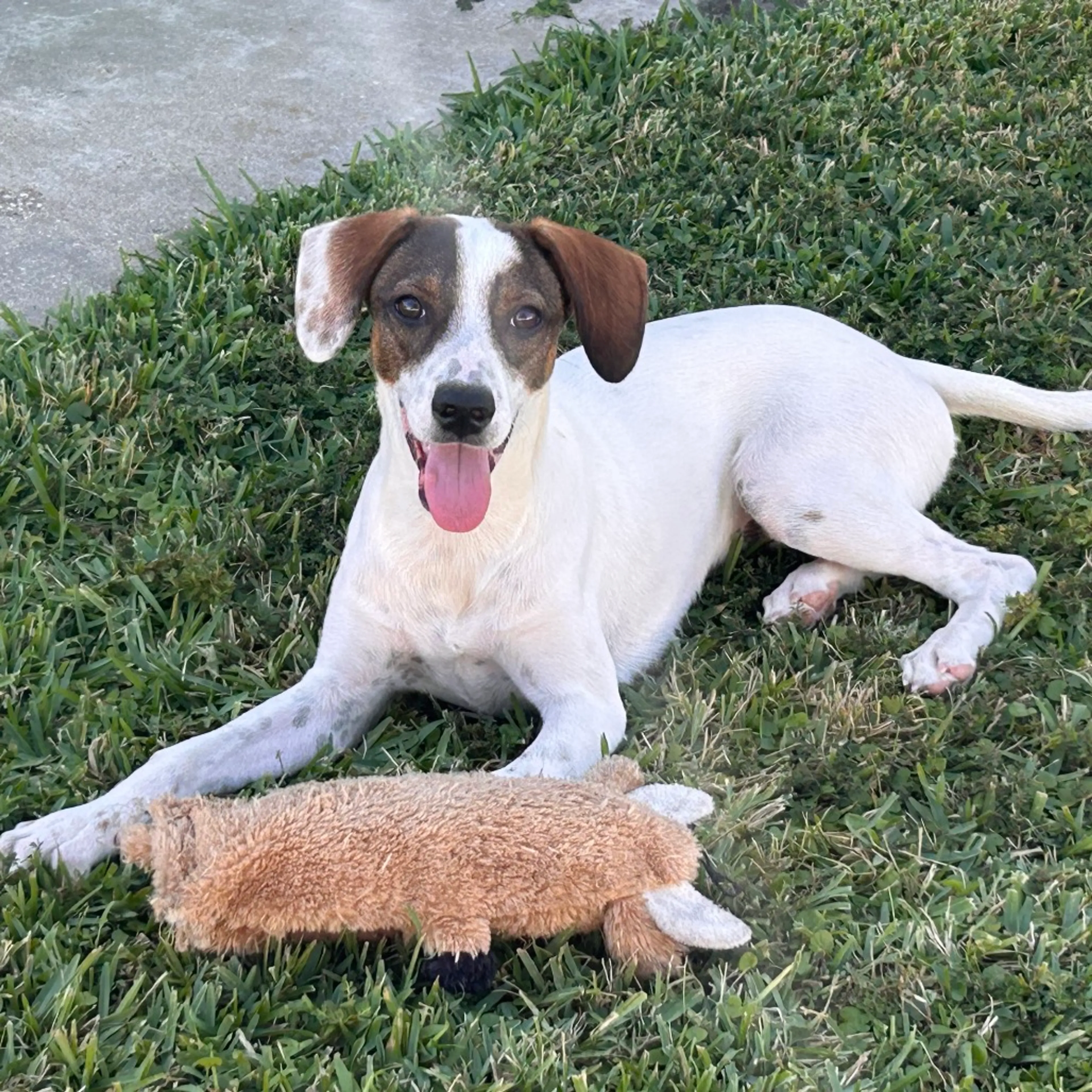 Found pet-2
