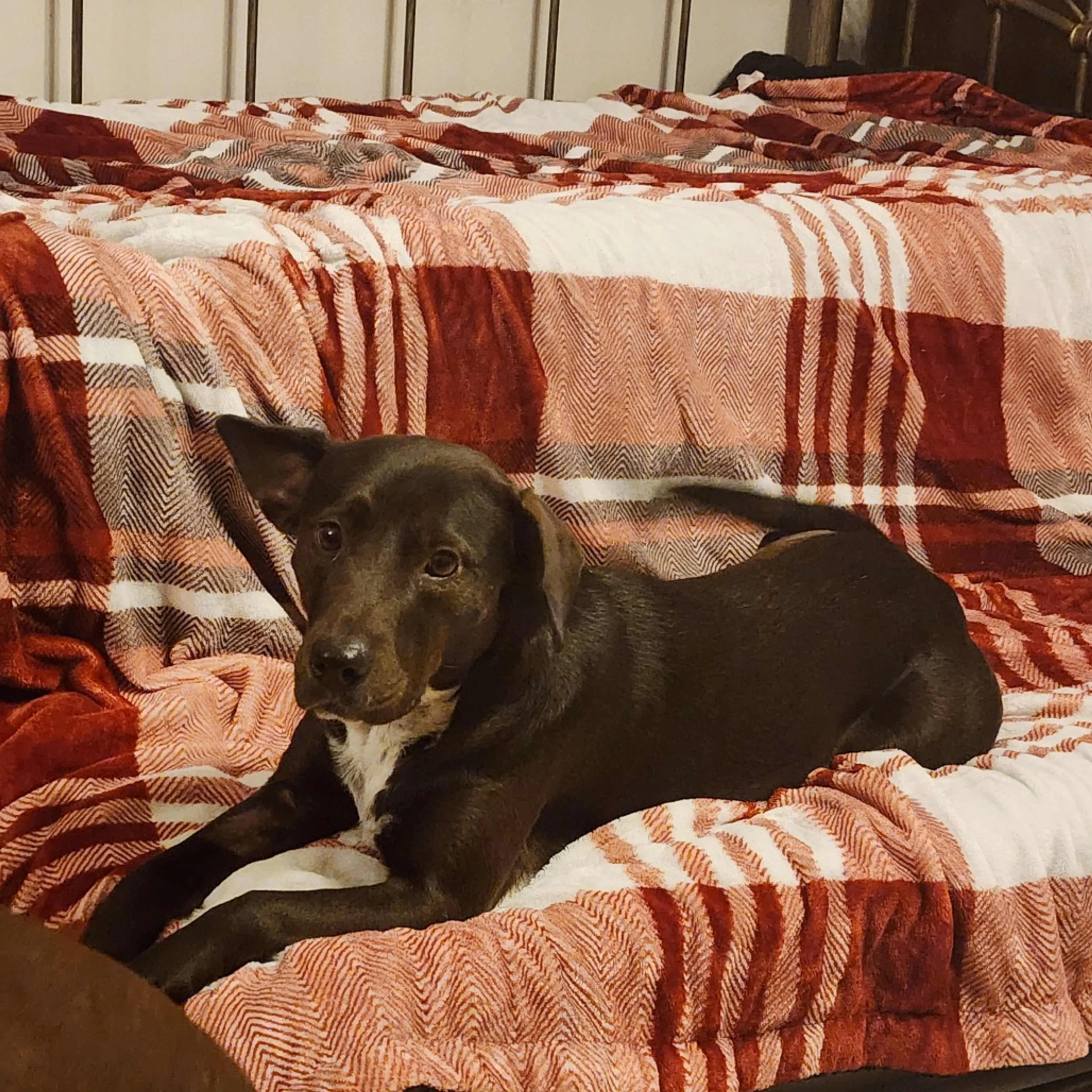 Found pet-13
