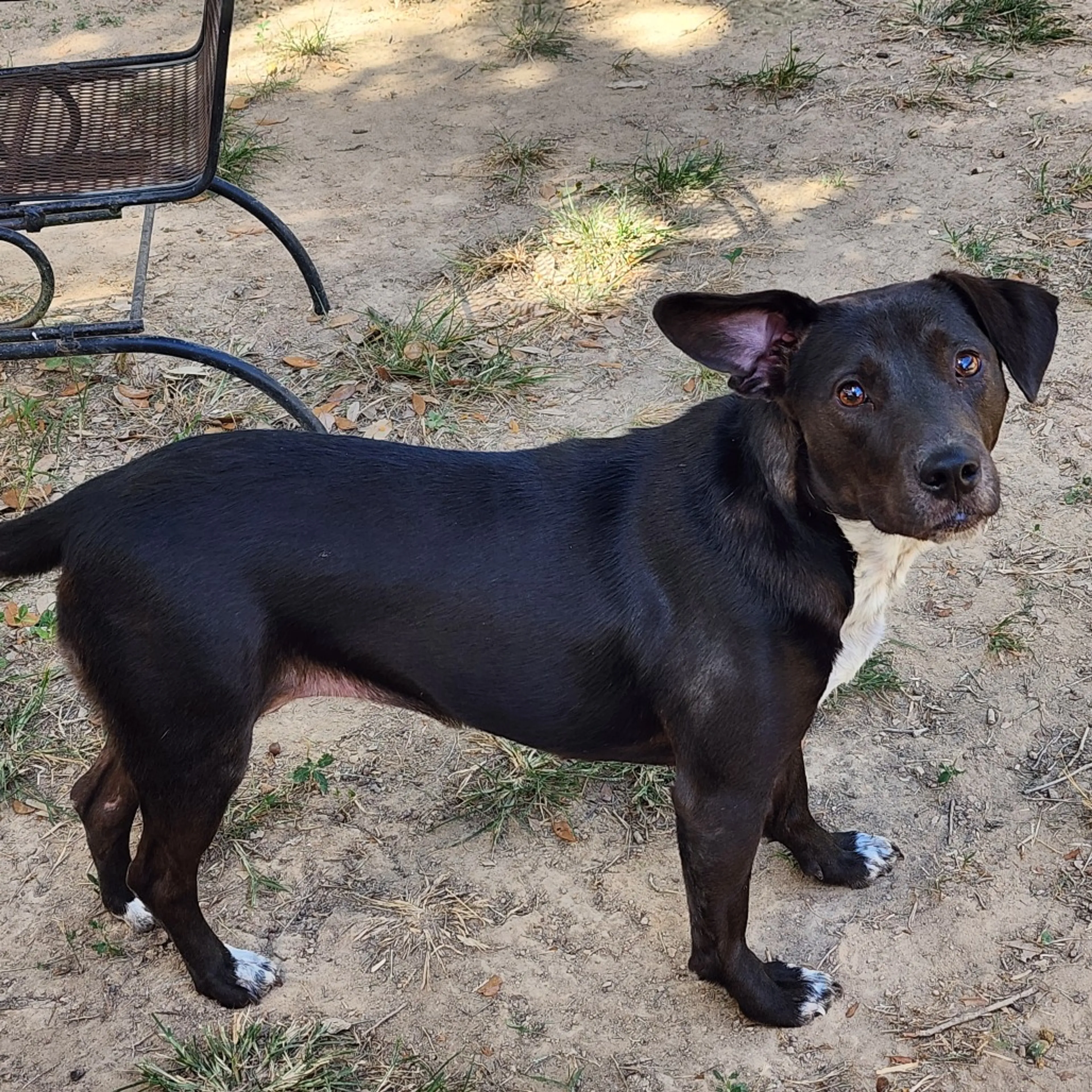 Found pet-2
