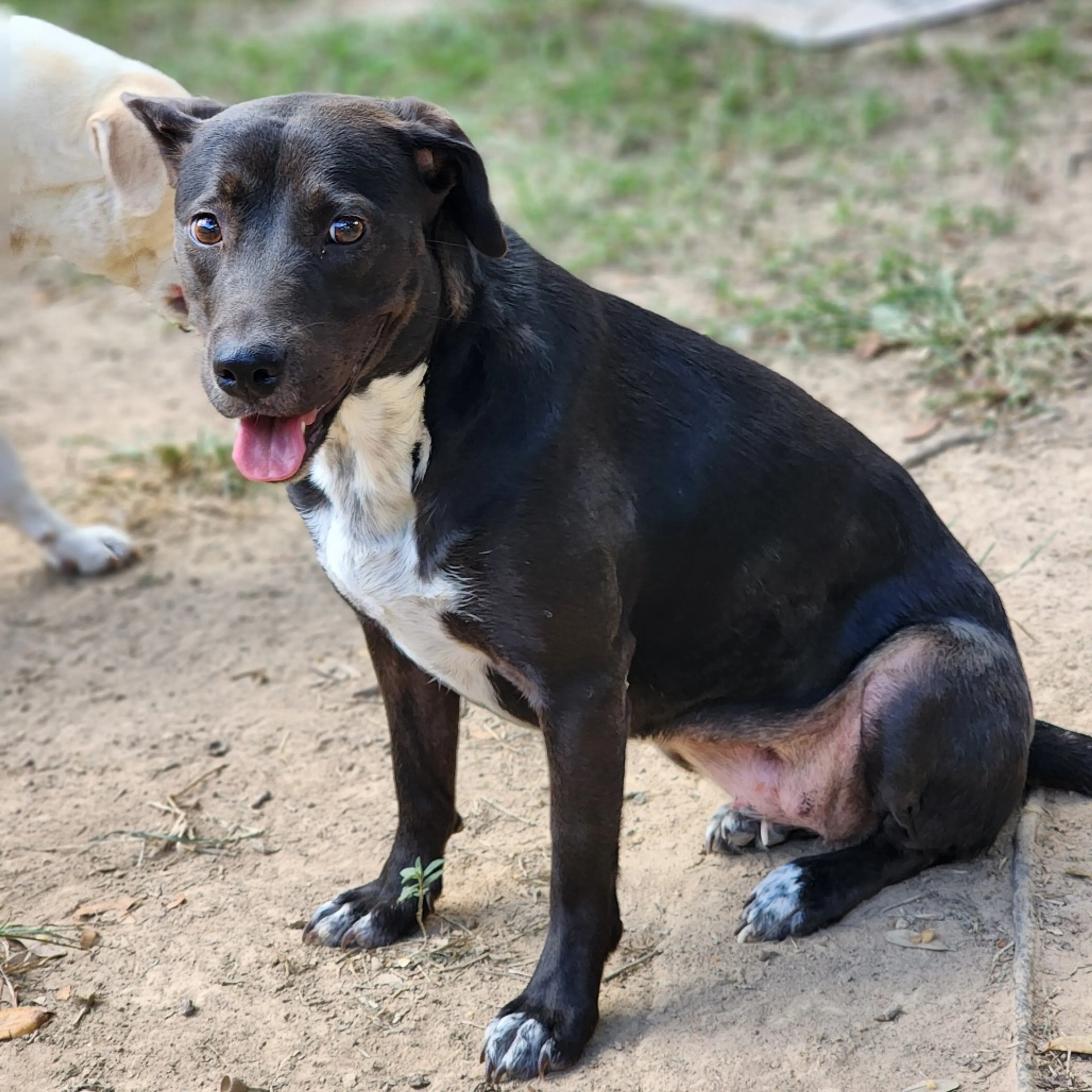 Found pet-6