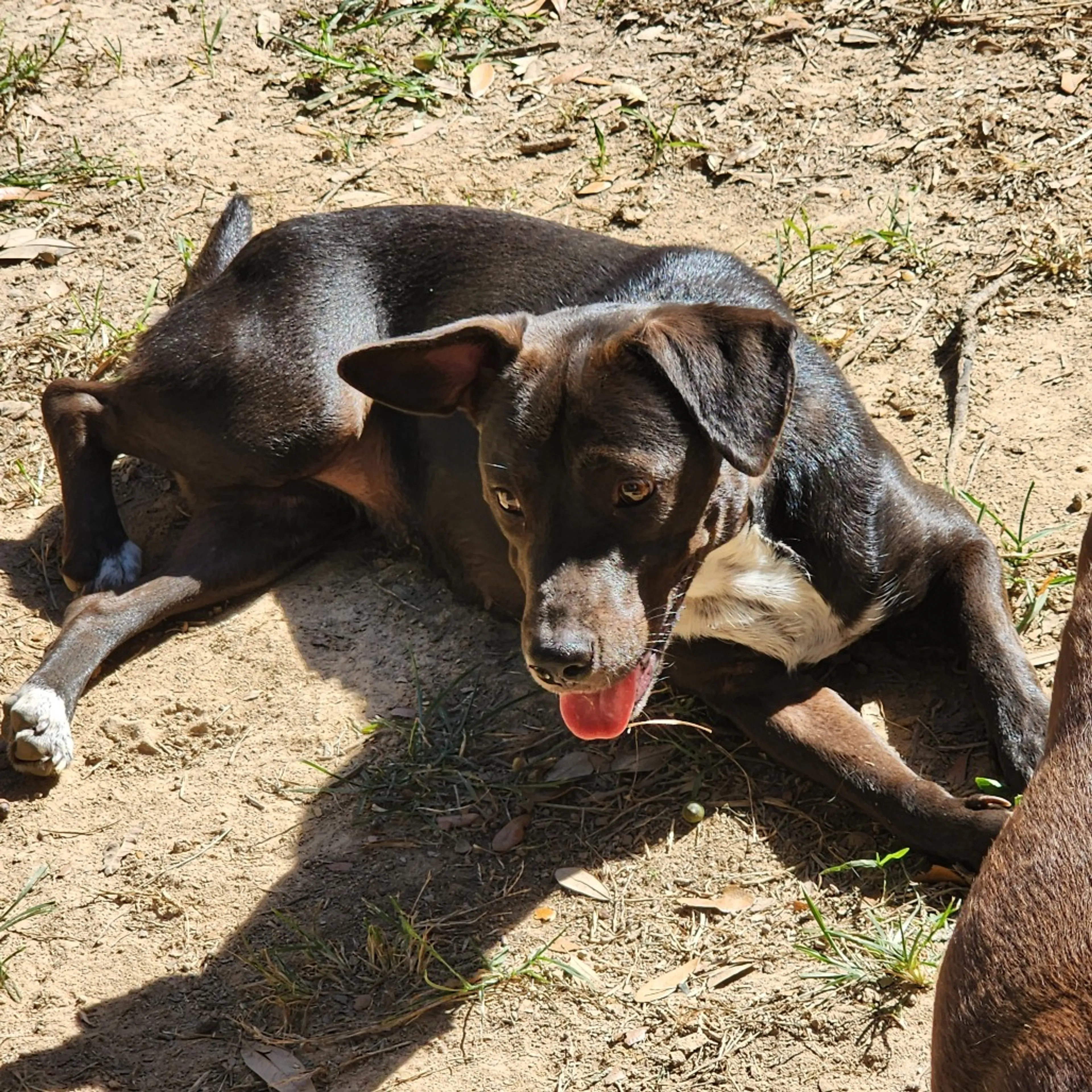 Found pet-10