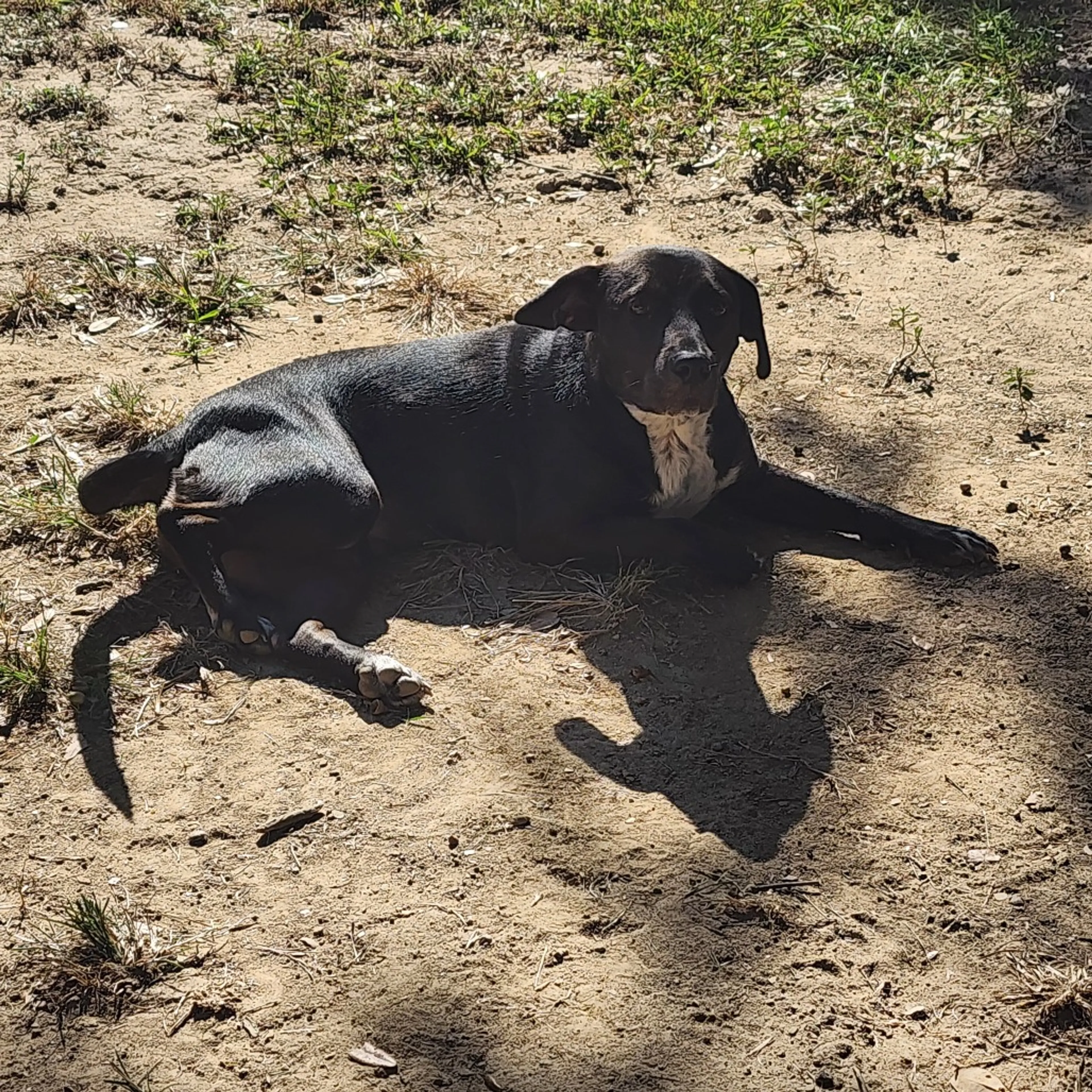 Found pet-8