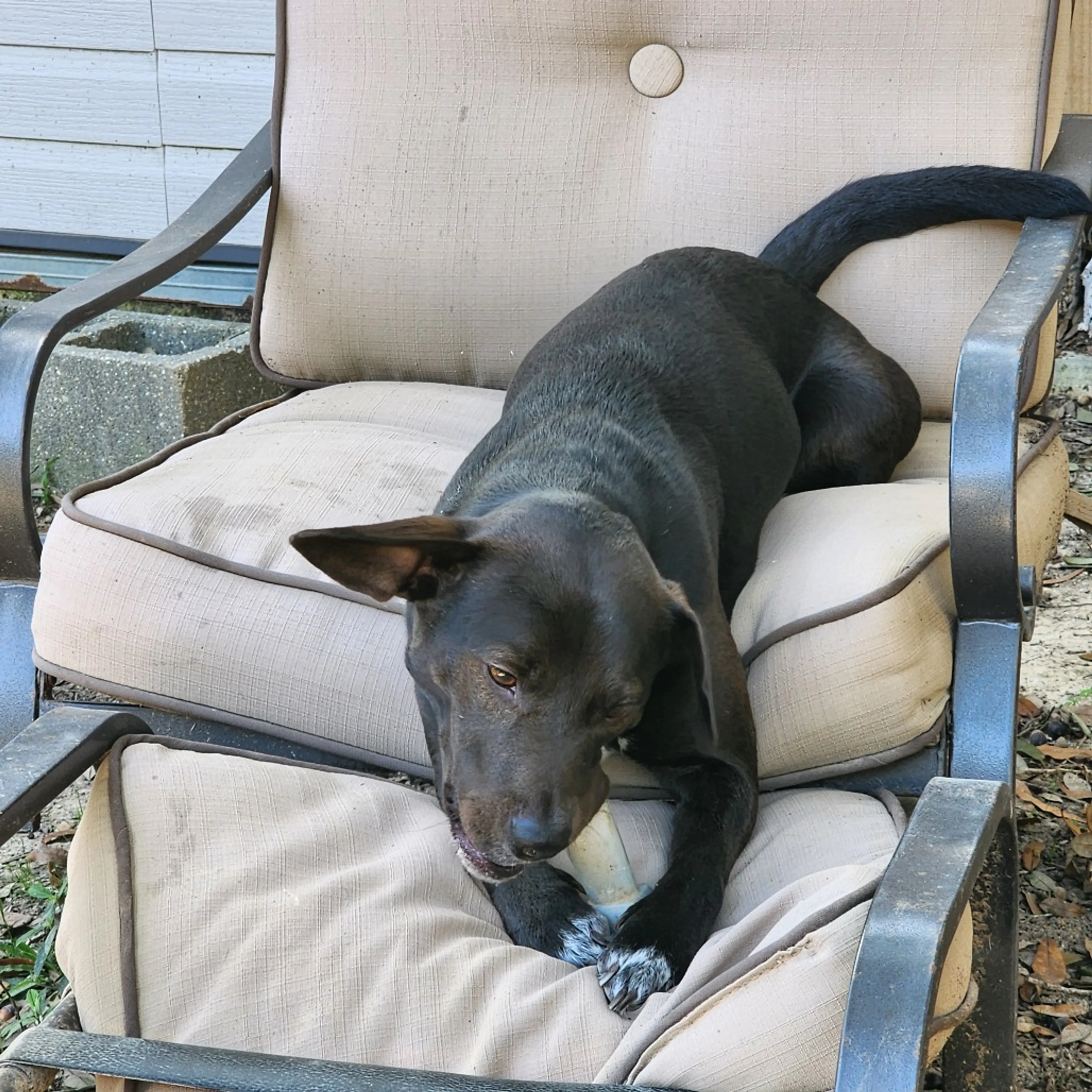 Found pet-11