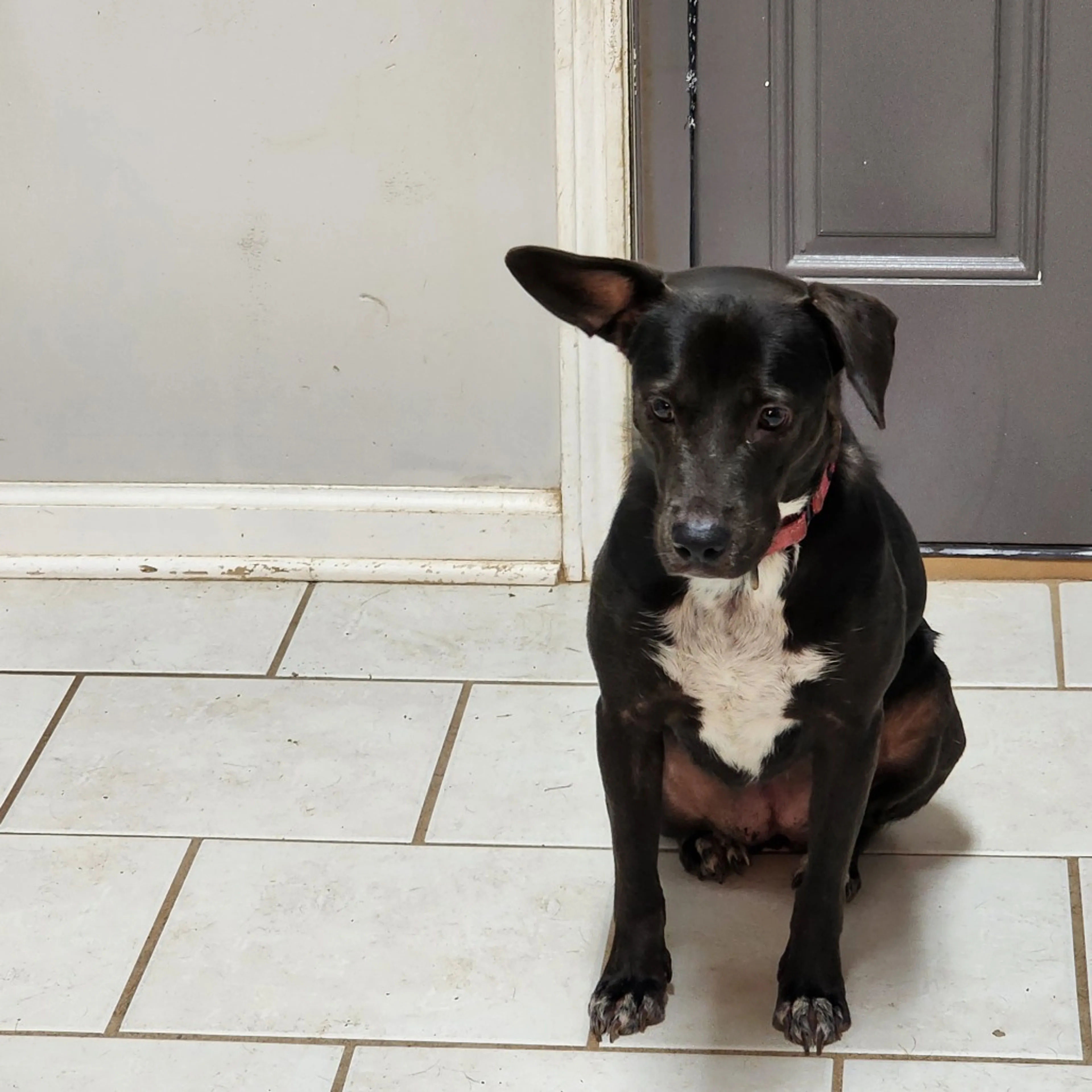Found pet-7