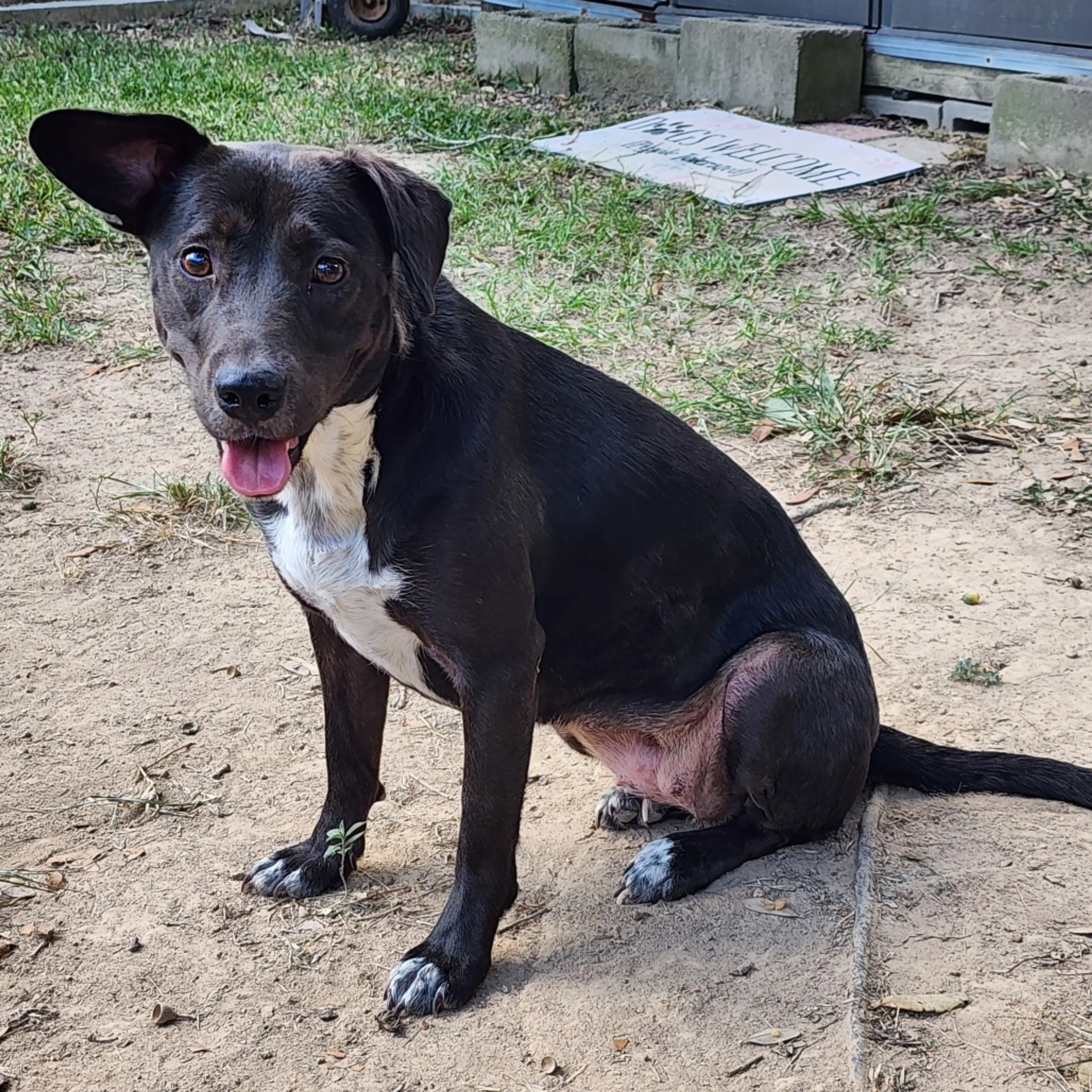 Found pet-1