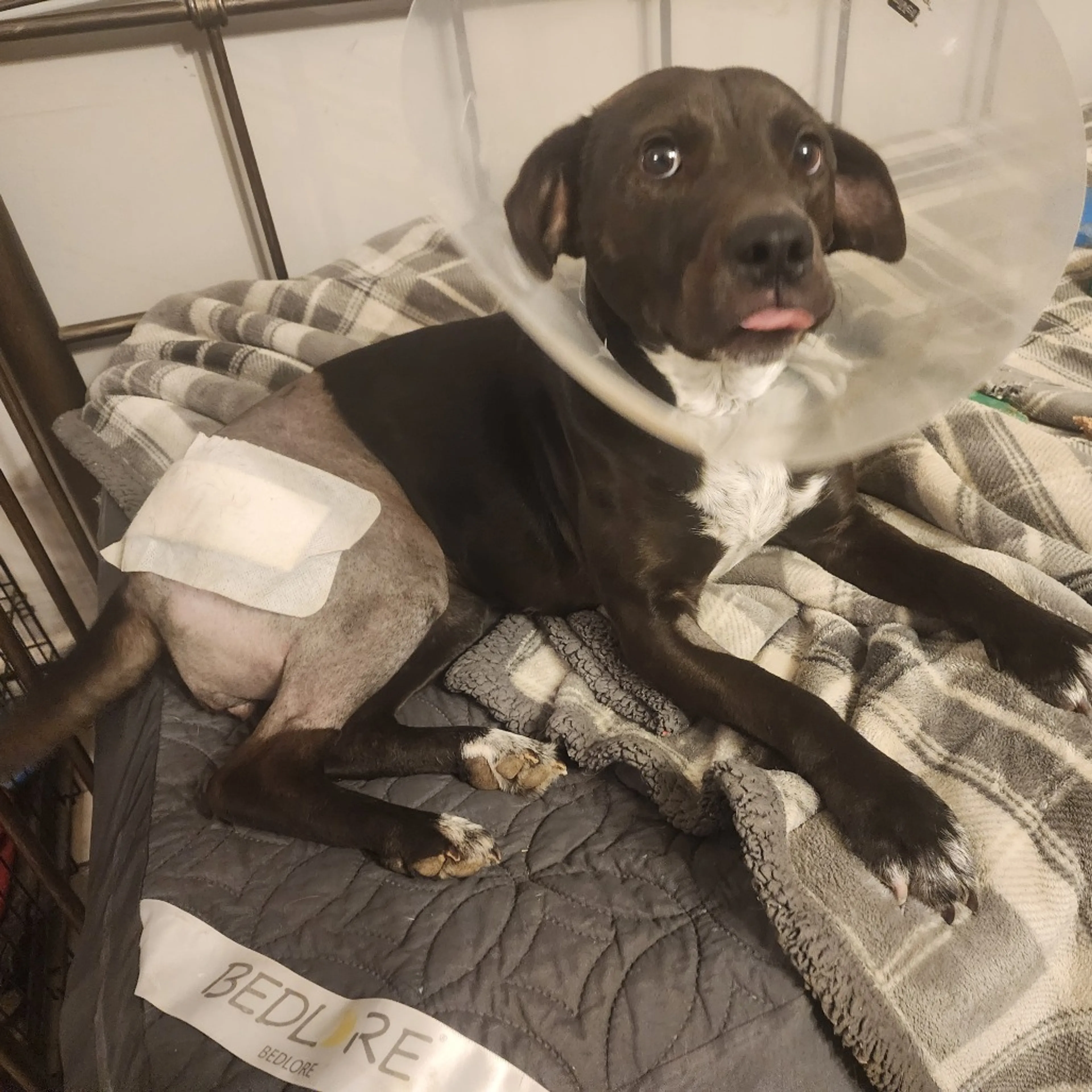 Found pet-14